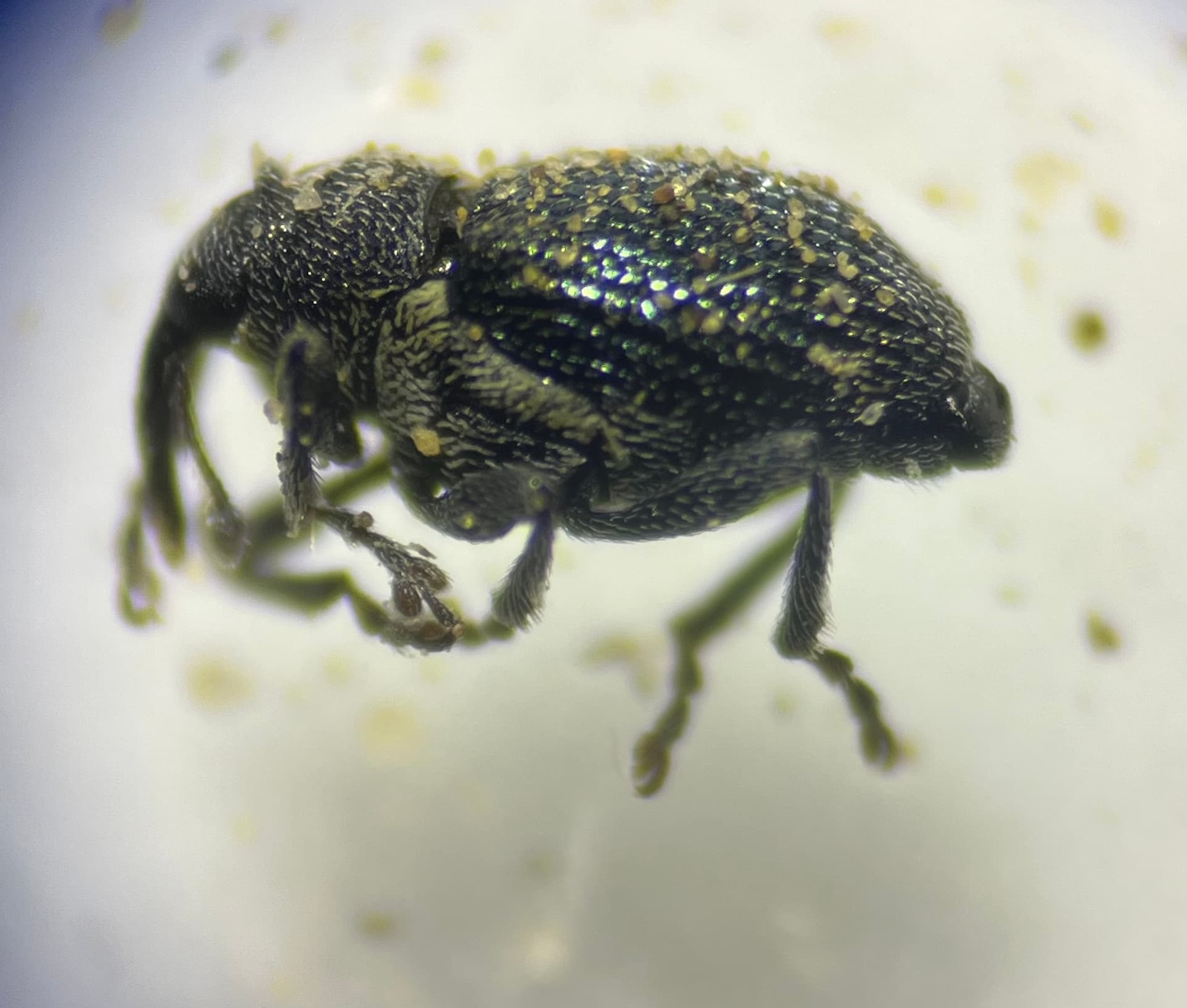 Plaga de GORGOJOS DE LAS COLES, CEUTORHYNCHUS SPP.