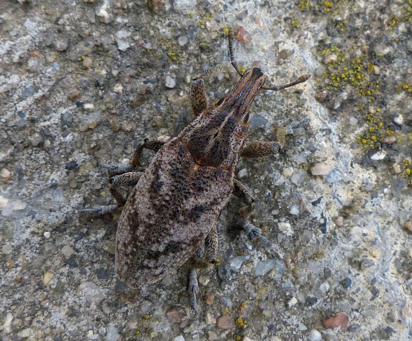 Plaga de CLEONUS, CONORHYNCHUS MENDICUS