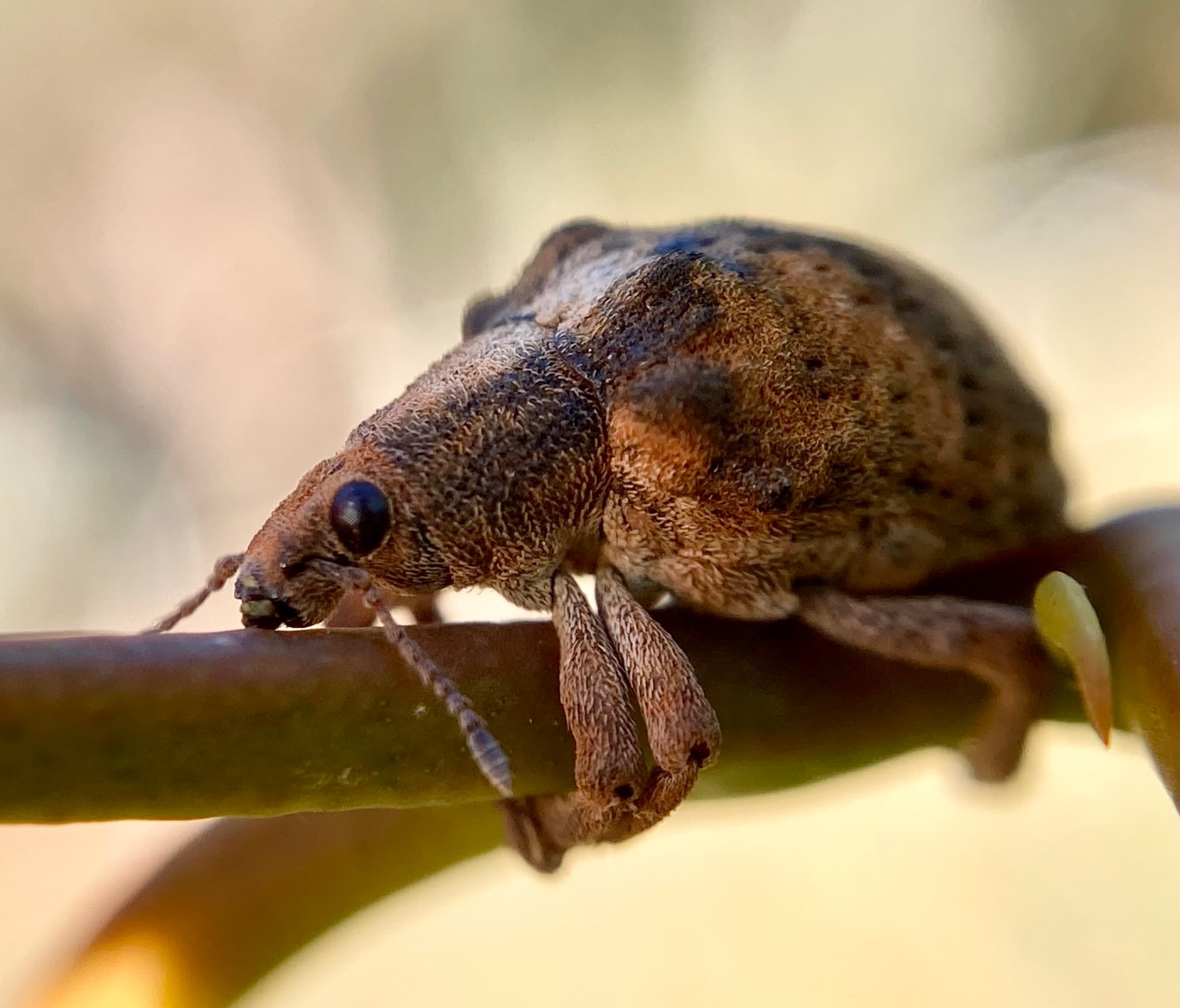 Plaga de GORGOJO DEFOLIADOR DEL EUCALIPTO, GONIPTERUS SCUTELLATUS