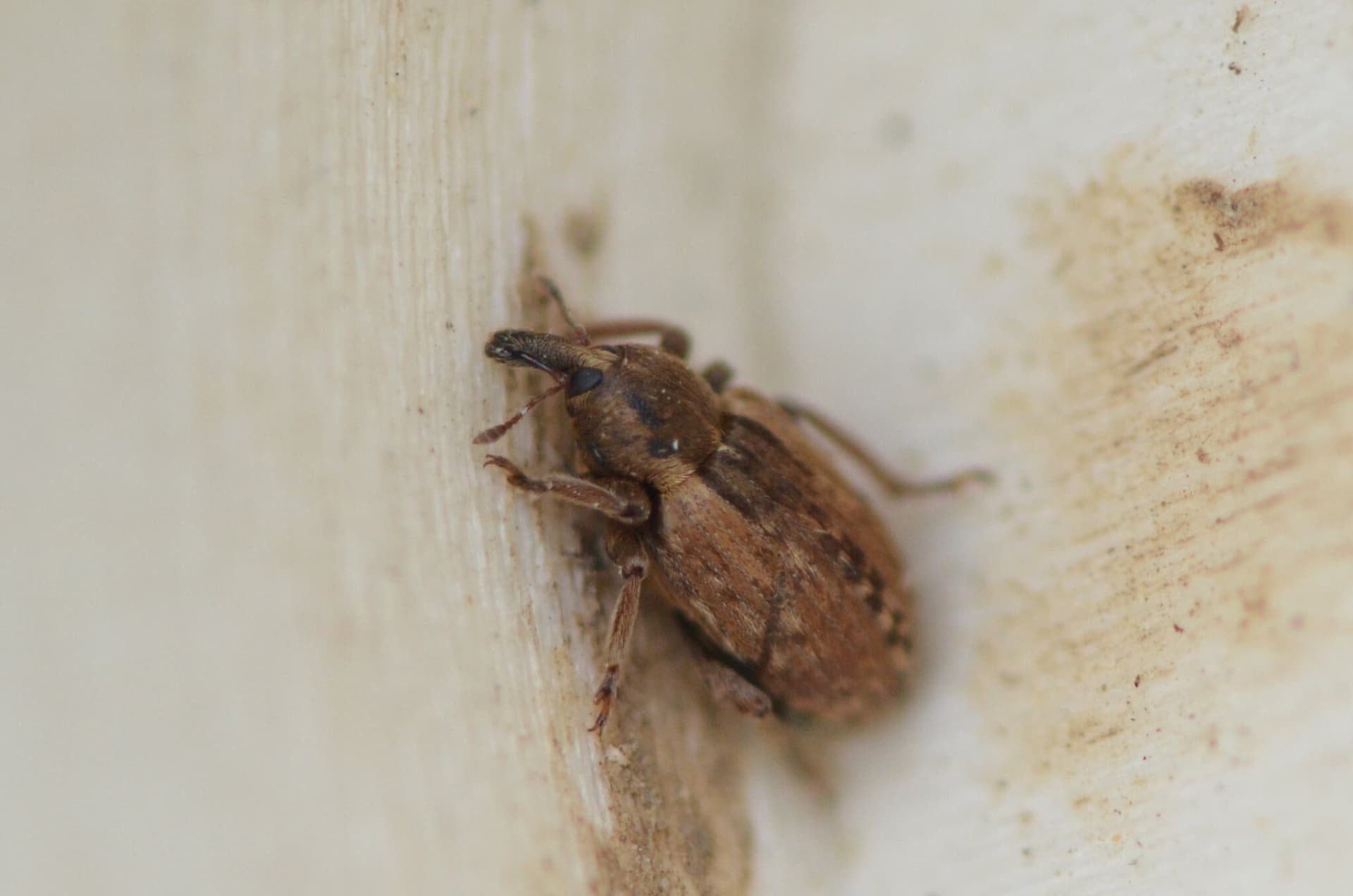 Plaga de GUSANO VERDE DE LA ALFALFA, HYPERA POSTICA
