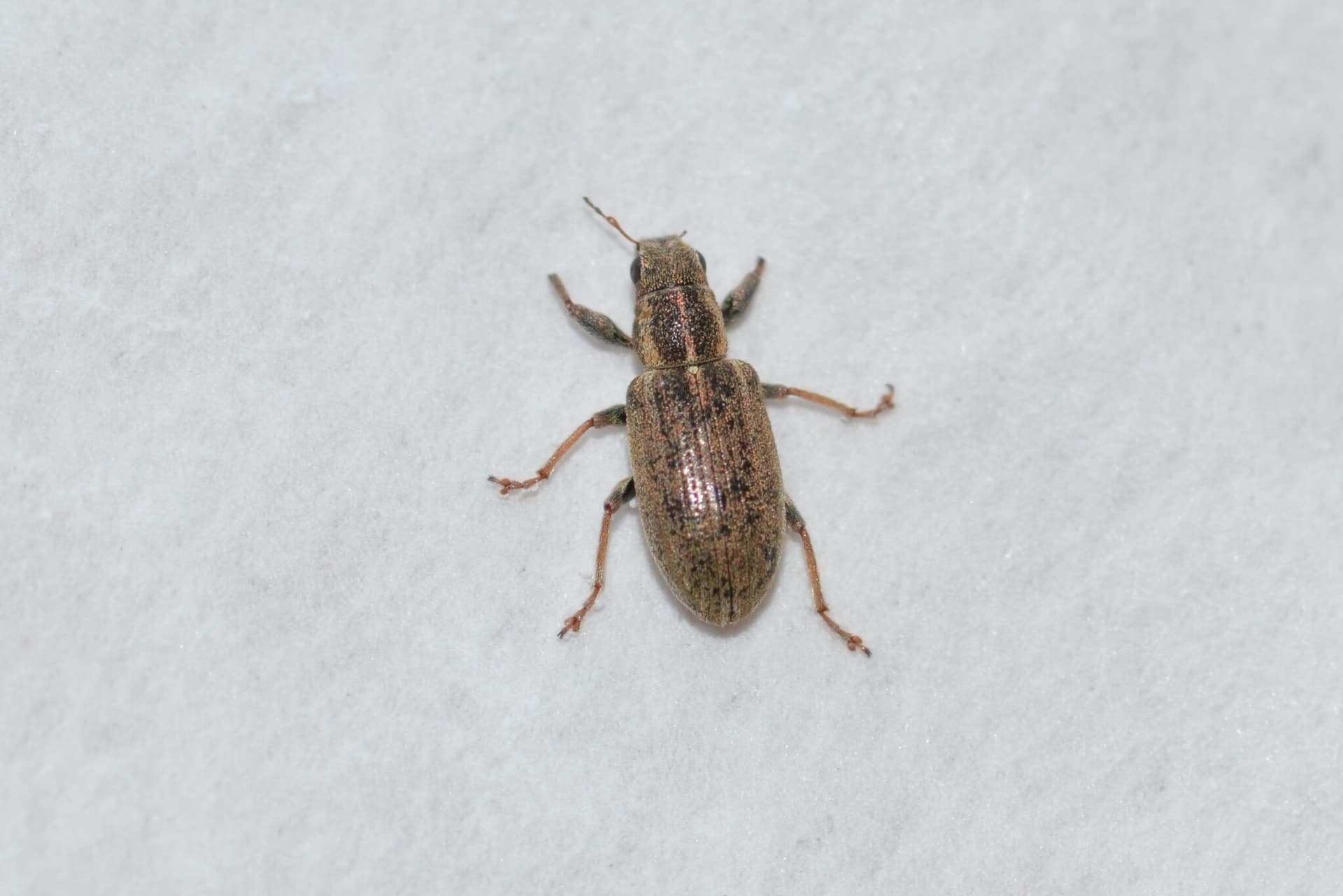 Plaga de SITONAS, SITONA SPP.