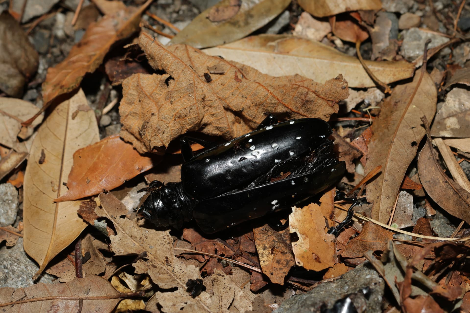 Plaga de ESCARABAJOS ASIÁTICOS DE CUERNOS LARGOS, ANOPLOPHORA SPP.