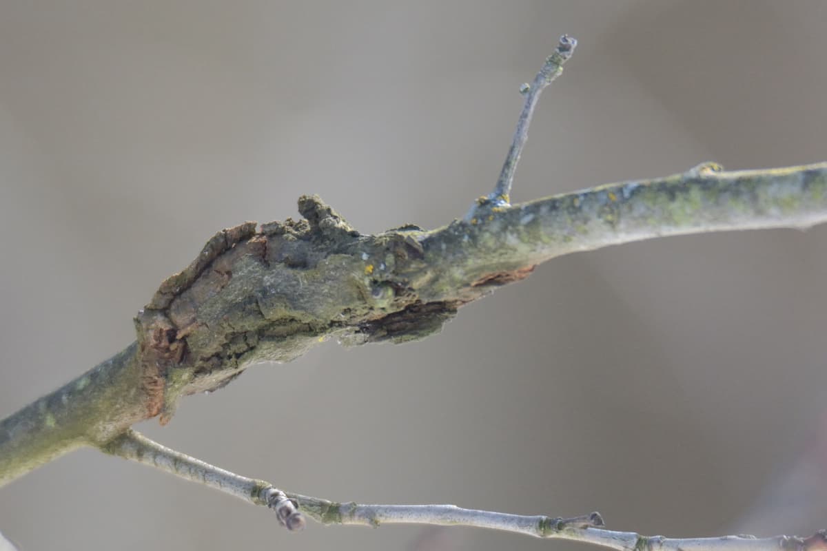 Plaga de SAPERDAS DEL CHOPO, SAPERDA SPP.