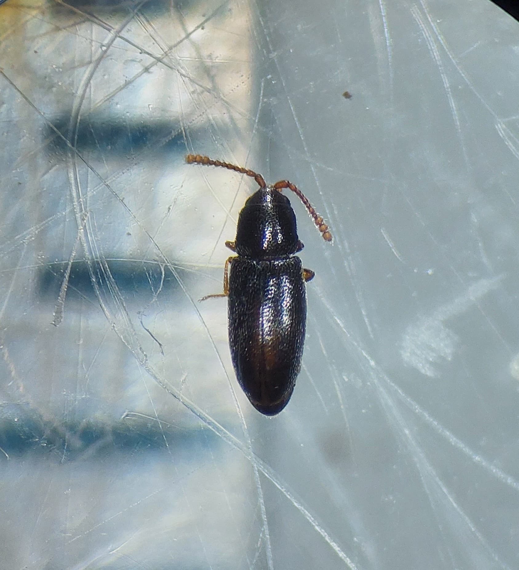 Plaga de ATOMARIA DE LA REMOLACHA, ATOMARIA LINEARIS