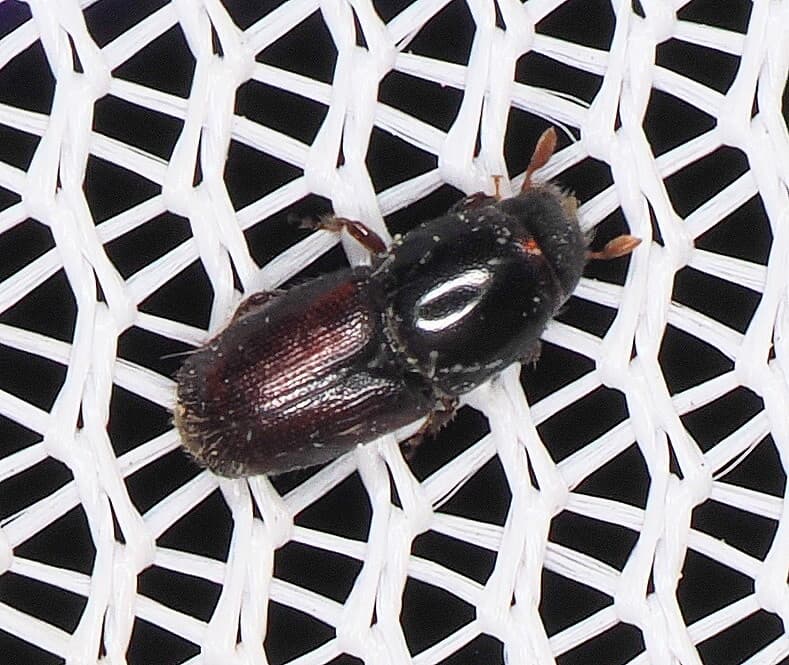 Plaga de BARRENILLO DEL ALMENDRO, SCOLYTUS AMYGDALI