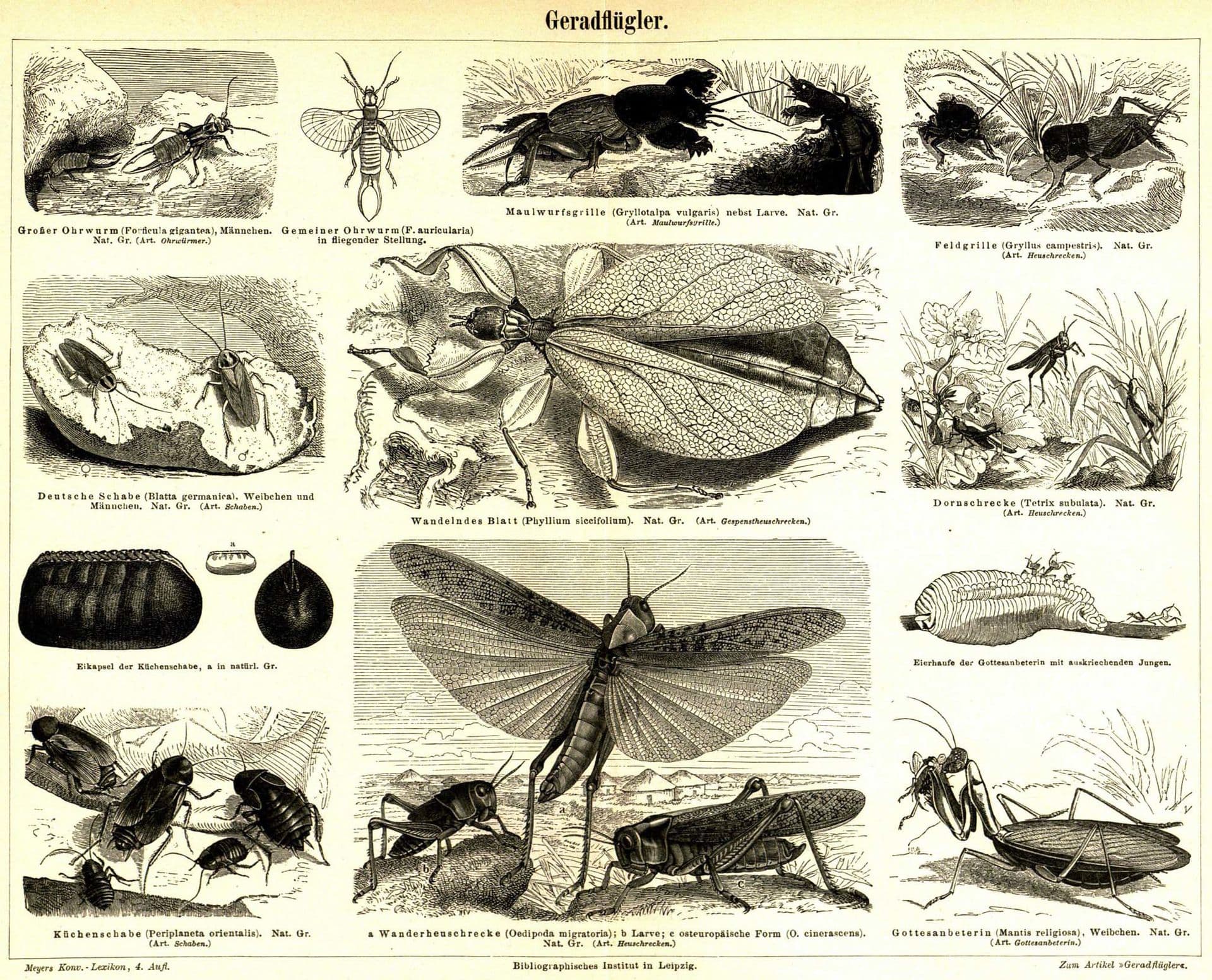 Plaga de ORTÓPTEROS