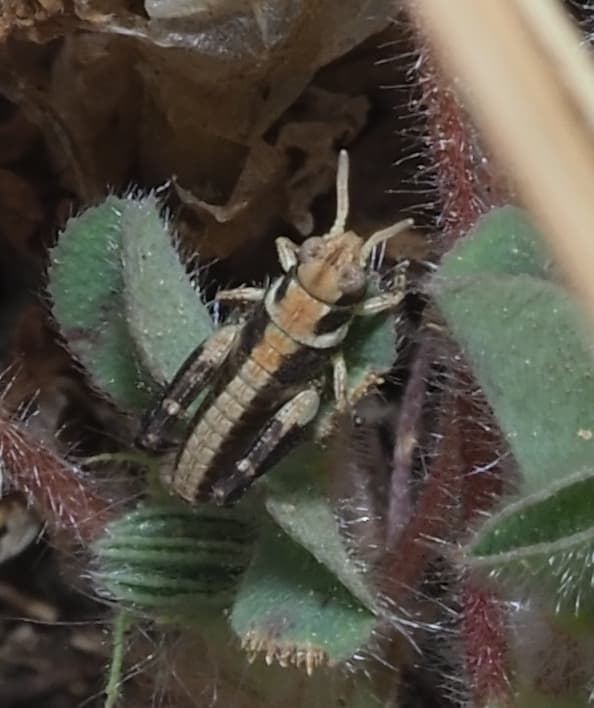 Plaga de LANGOSTAS, SALTAMONTES, ACRIDIDAE