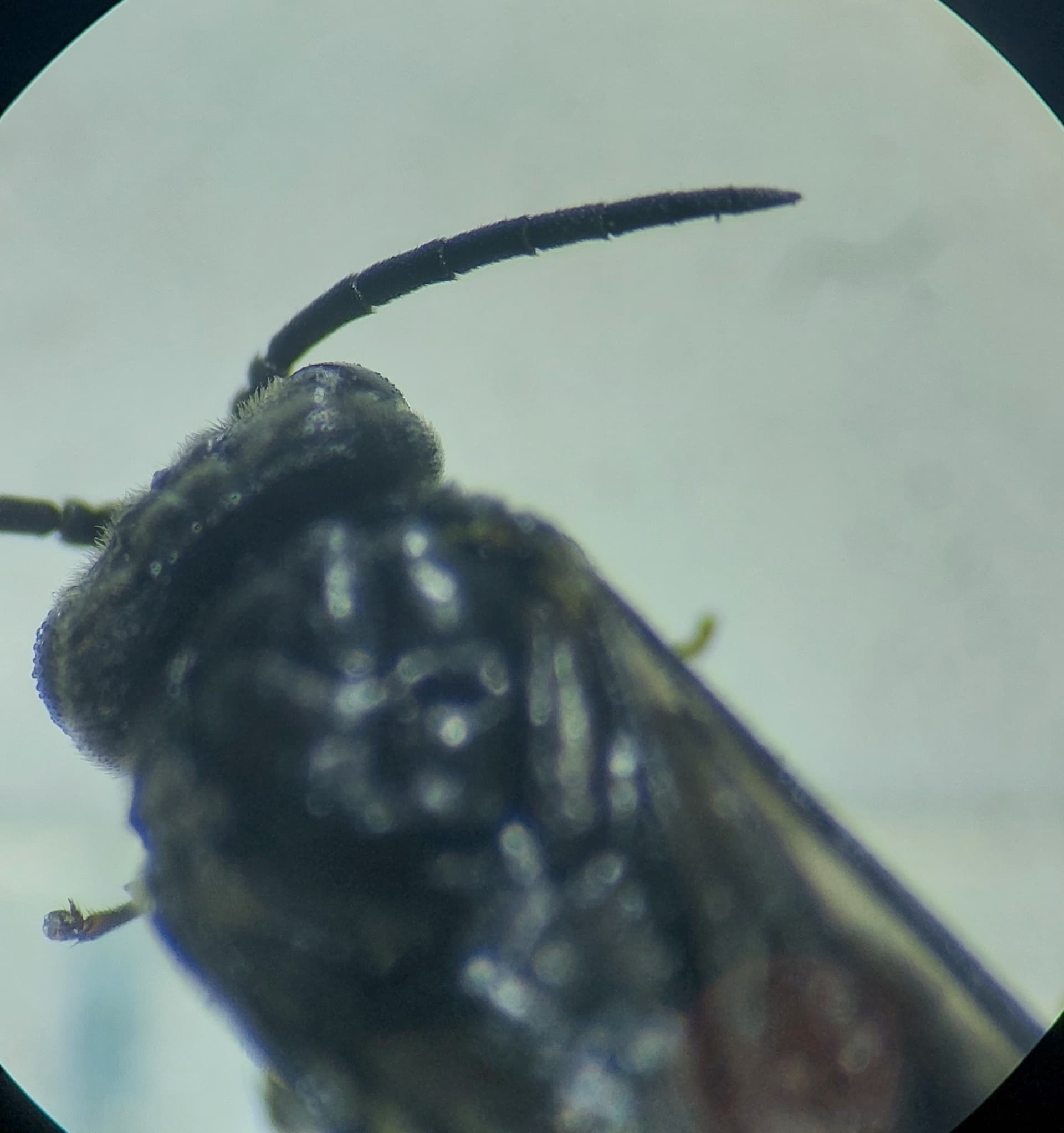 Plaga de TENTREDÍNIDO DEL TALLO DEL ROSAL, ARDIS SULCATA