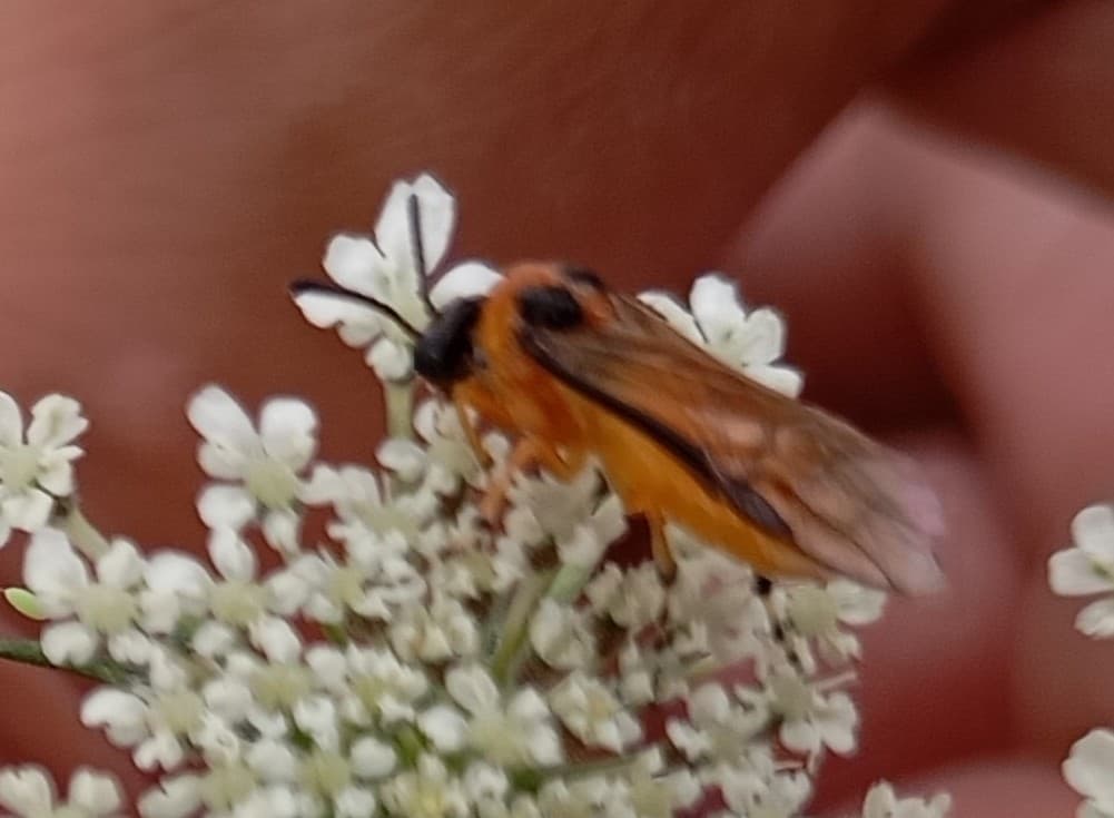 Plaga de FALSA ORUGA DE LA COL, ATHALIA ROSAE
