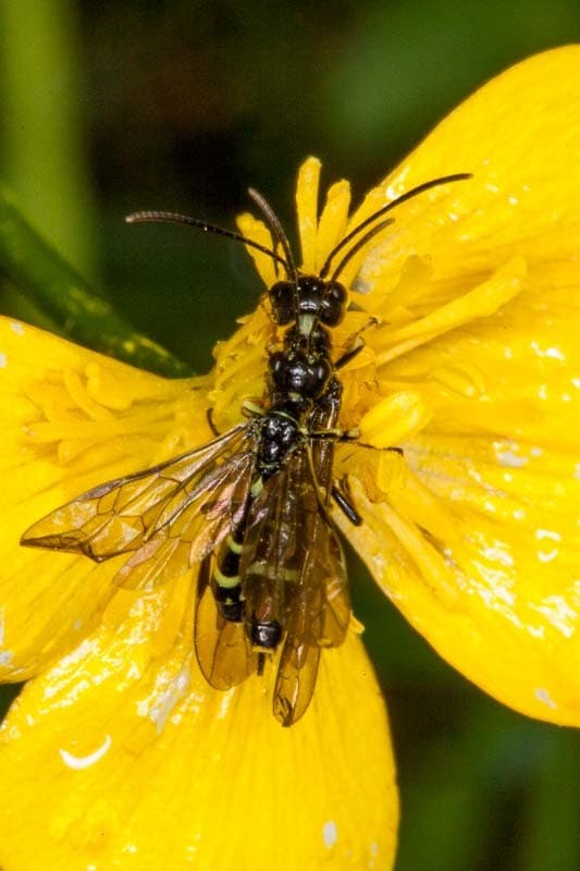 Plaga de CÉFIDO DEL TRIGO, CEPHUS PYGMAEUS