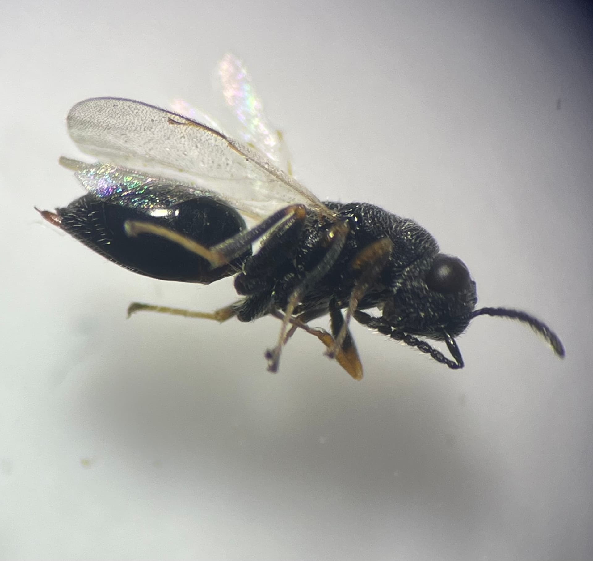 Plaga de AVISPILLA DEL ALMENDRO, EURYTOMA AMYGDALI