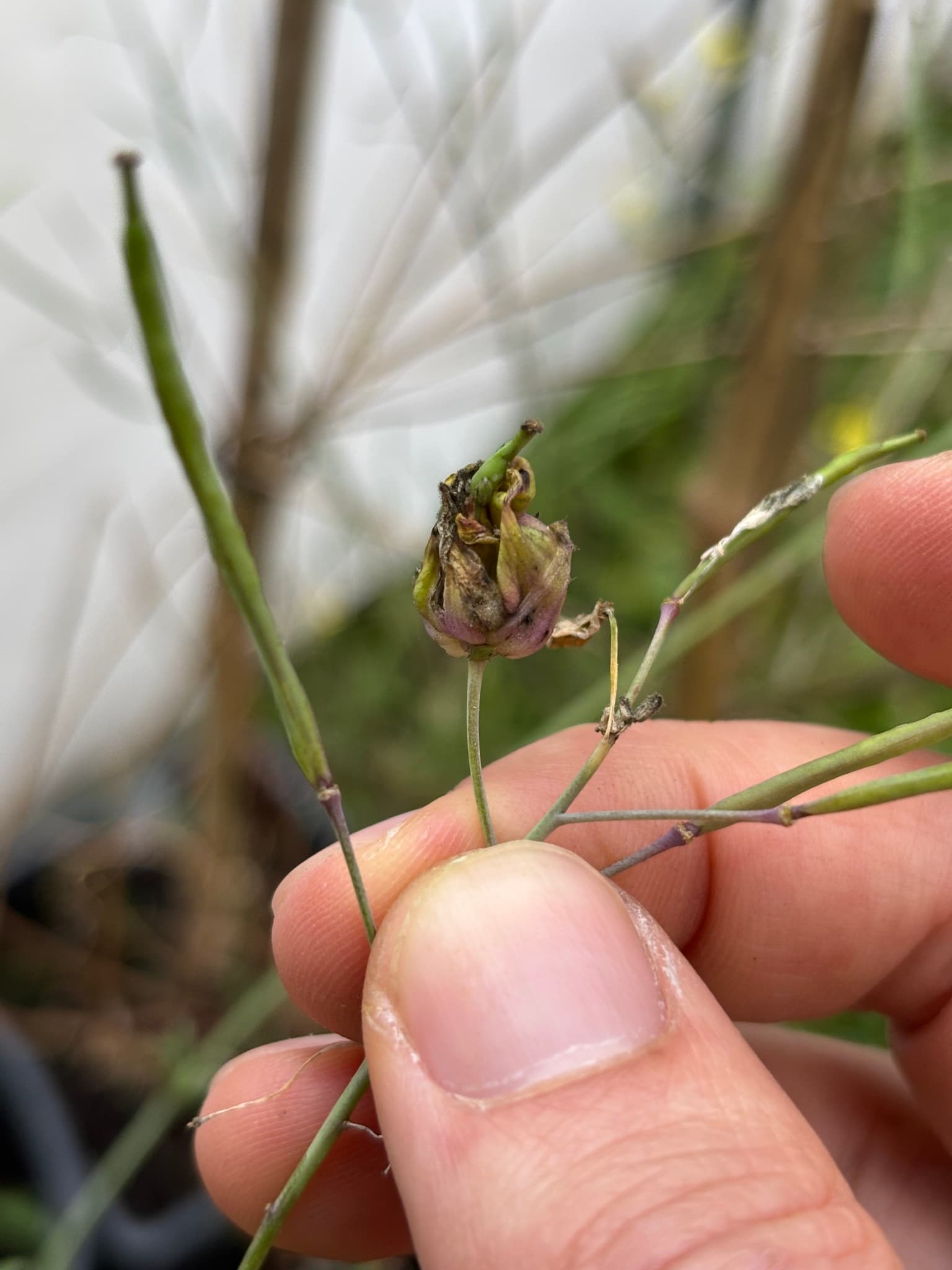 Plaga de MOSQUITA DE LA COL, CONTARINIA NASTURTII
