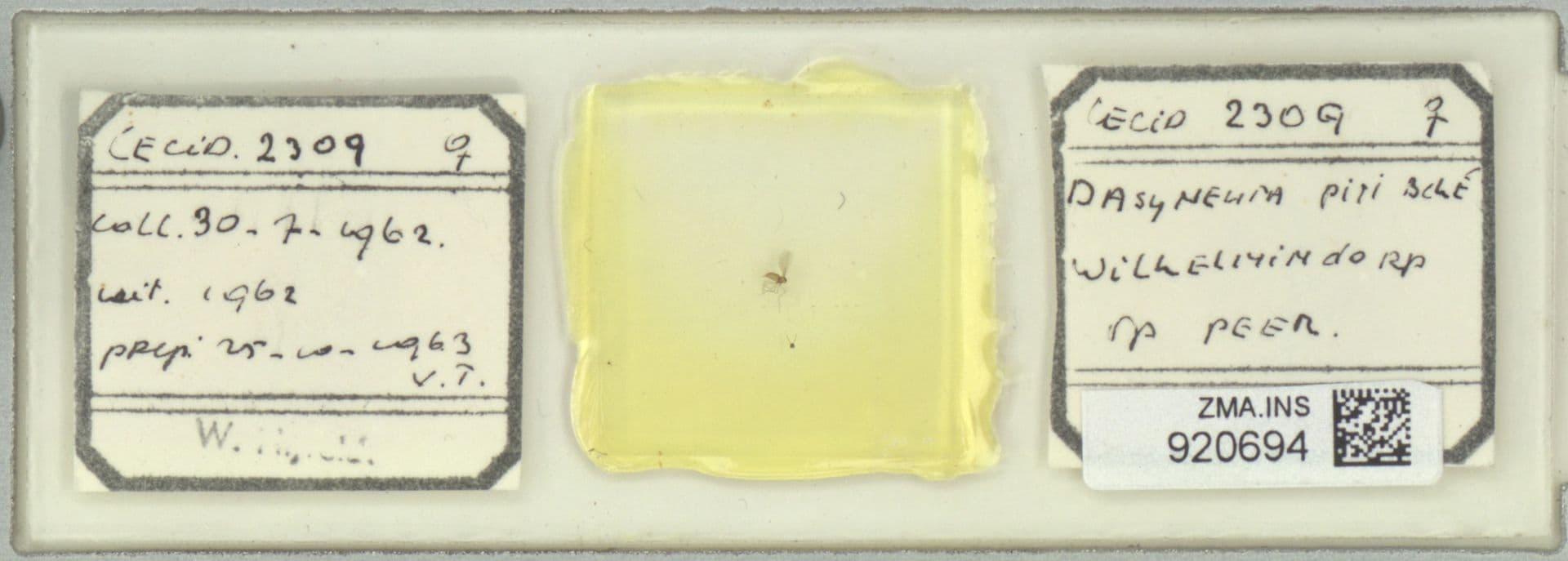 Plaga de PERRISIA, CIGARRERO DEL PERAL, DASINEURA PYRI