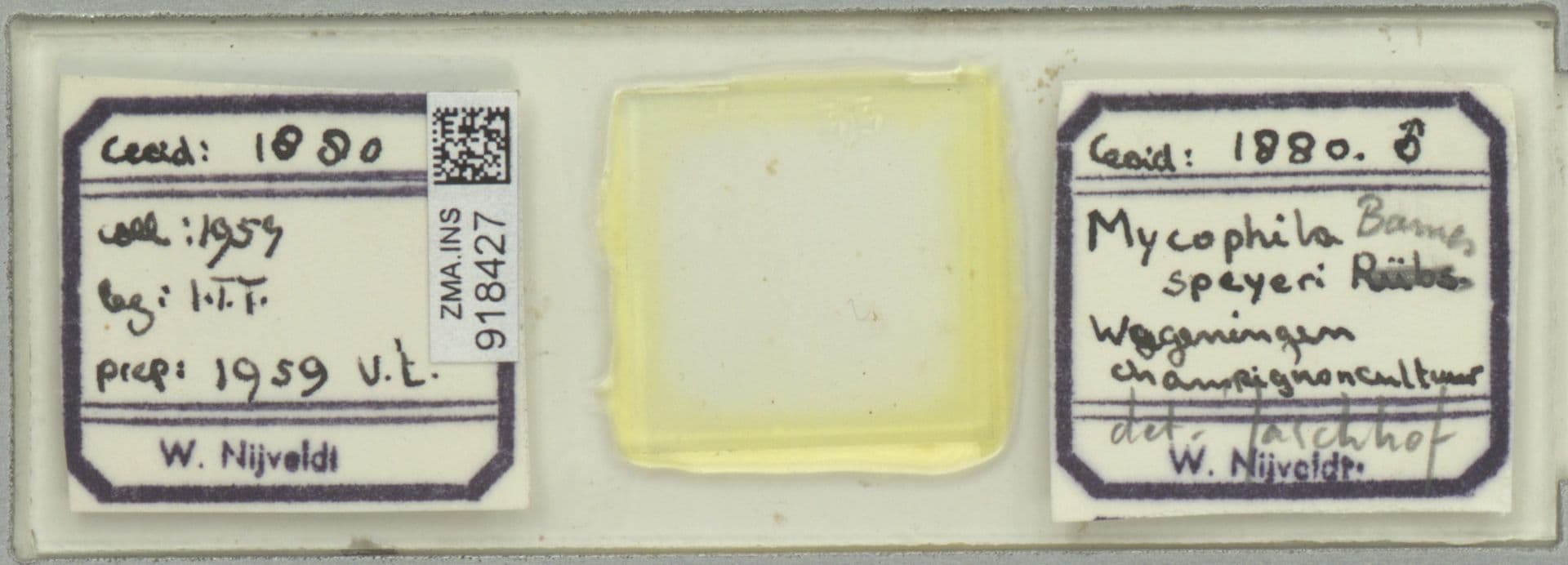 Plaga de CÉCIDO DEL CHAMPIÑÓN, MYCOPHILA SPEYERI