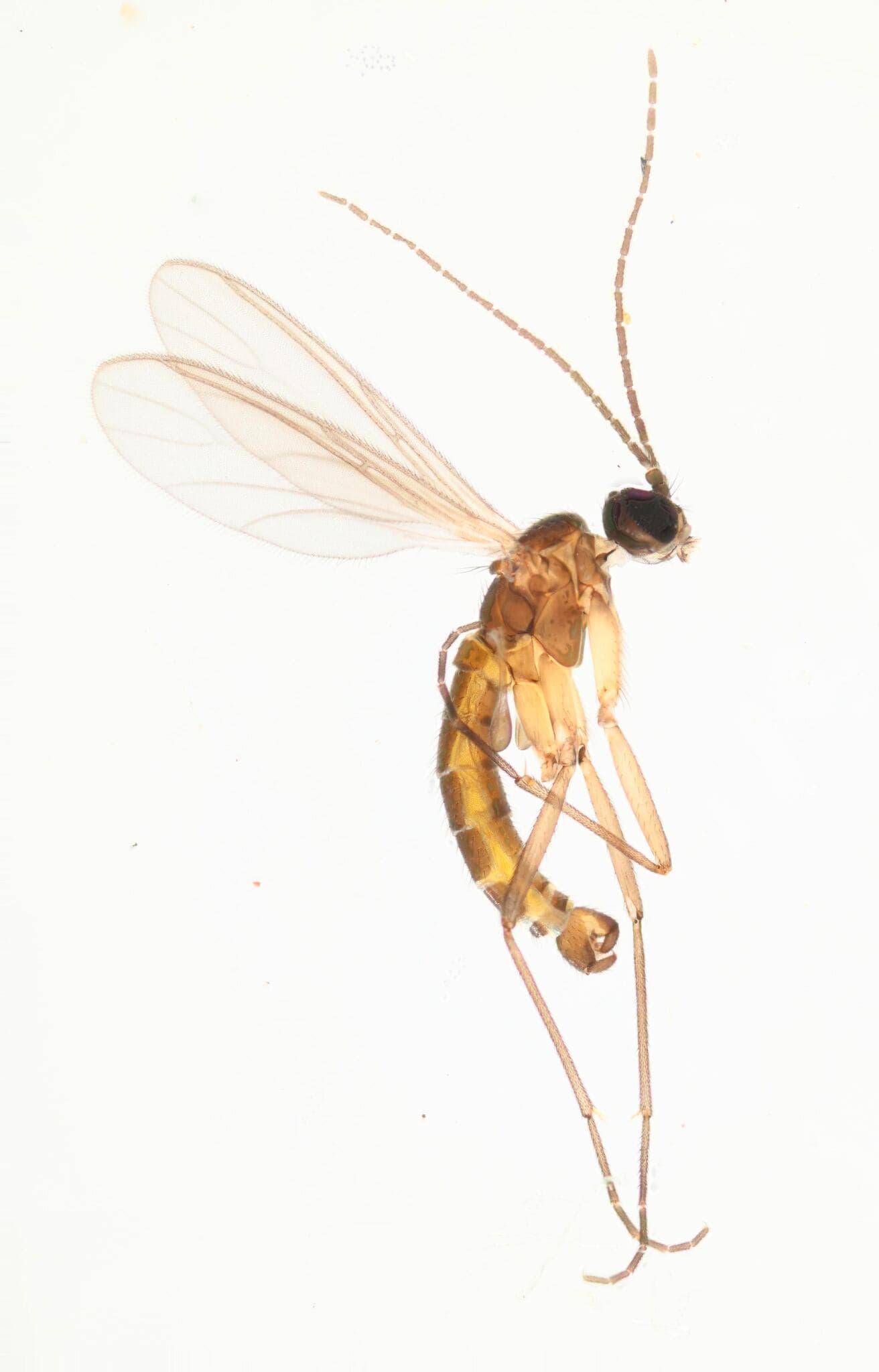 Plaga de ESCIÁRIDO DEL CHAMPIÑÓN, LYCORIELLA AURIPILA