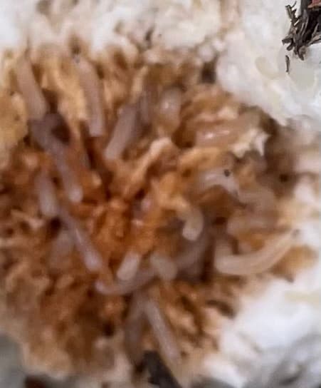 Plaga de FÓRIDO DEL CHAMPIÑÓN, MEGASELIA HALTERATA