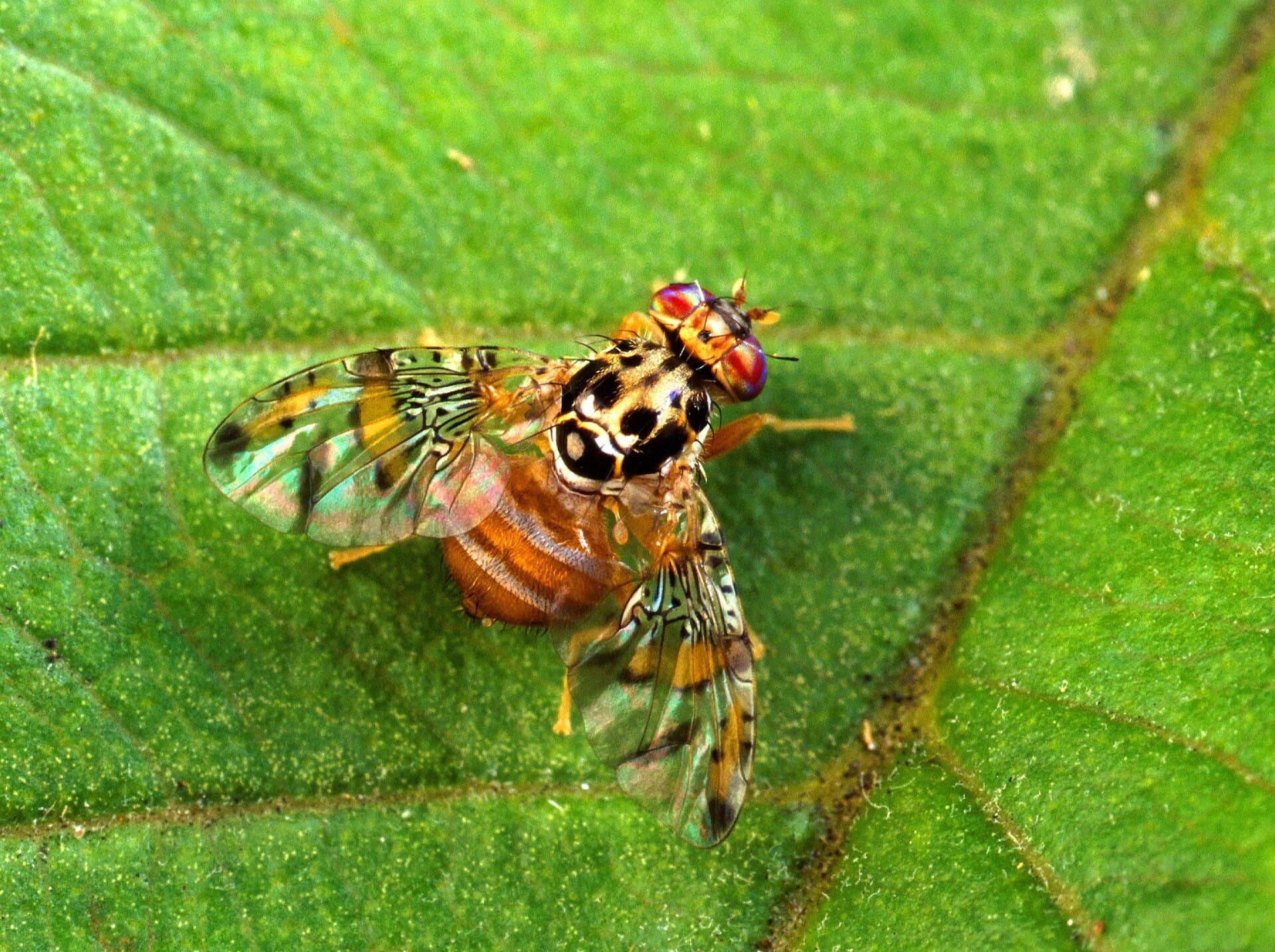 Plaga de MOSCA DE LA FRUTA, CERATITIS CAPITATA