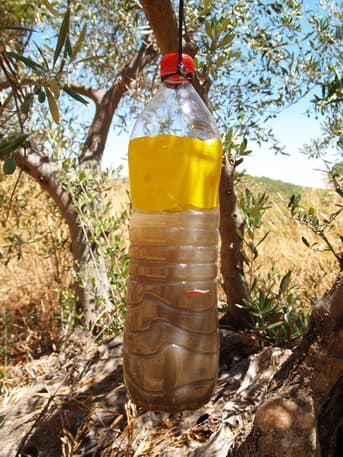 Plaga de MOSCA DEL OLIVO, BACTROCERA OLEAE