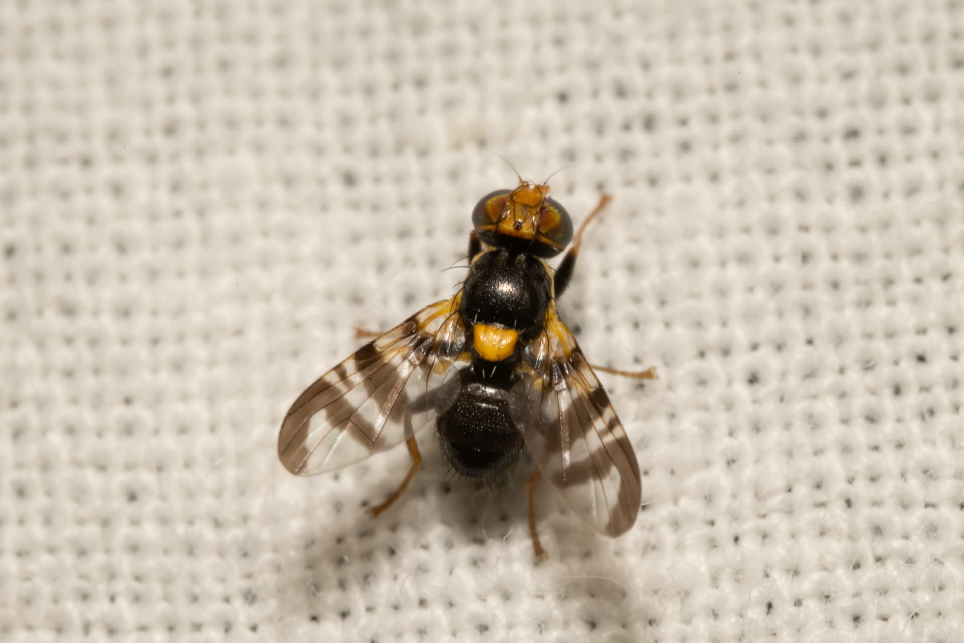 Plaga de MOSCA DE LA CEREZA, RHAGOLETIS CERASI