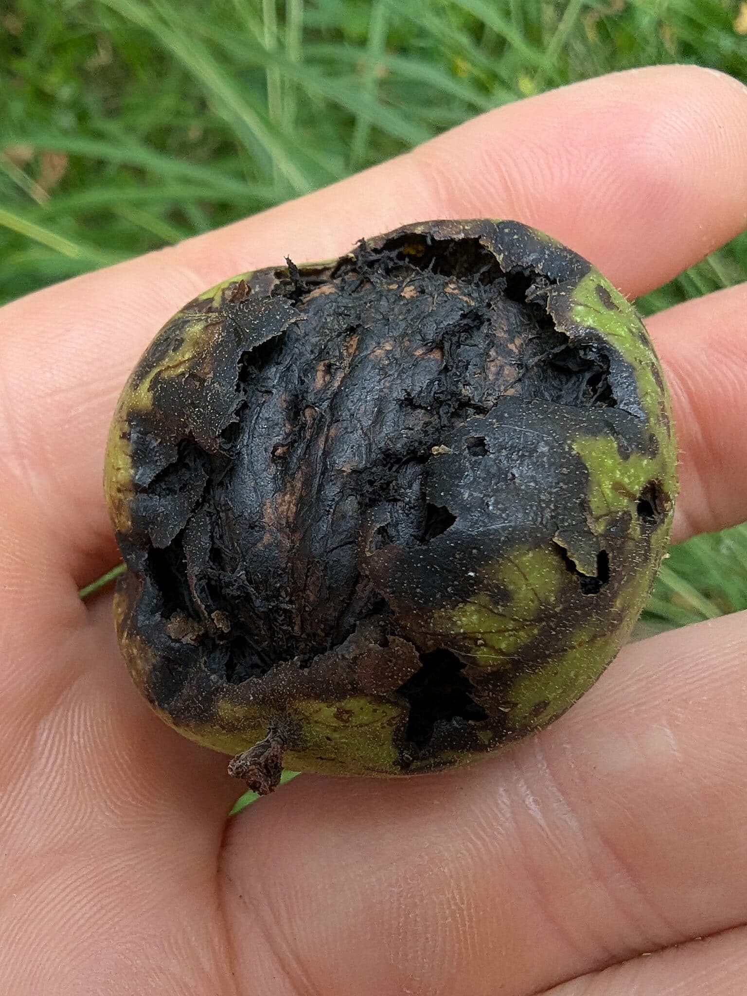 Plaga de MOSCA DEL NOGAL, RHAGOLETIS COMPLETA