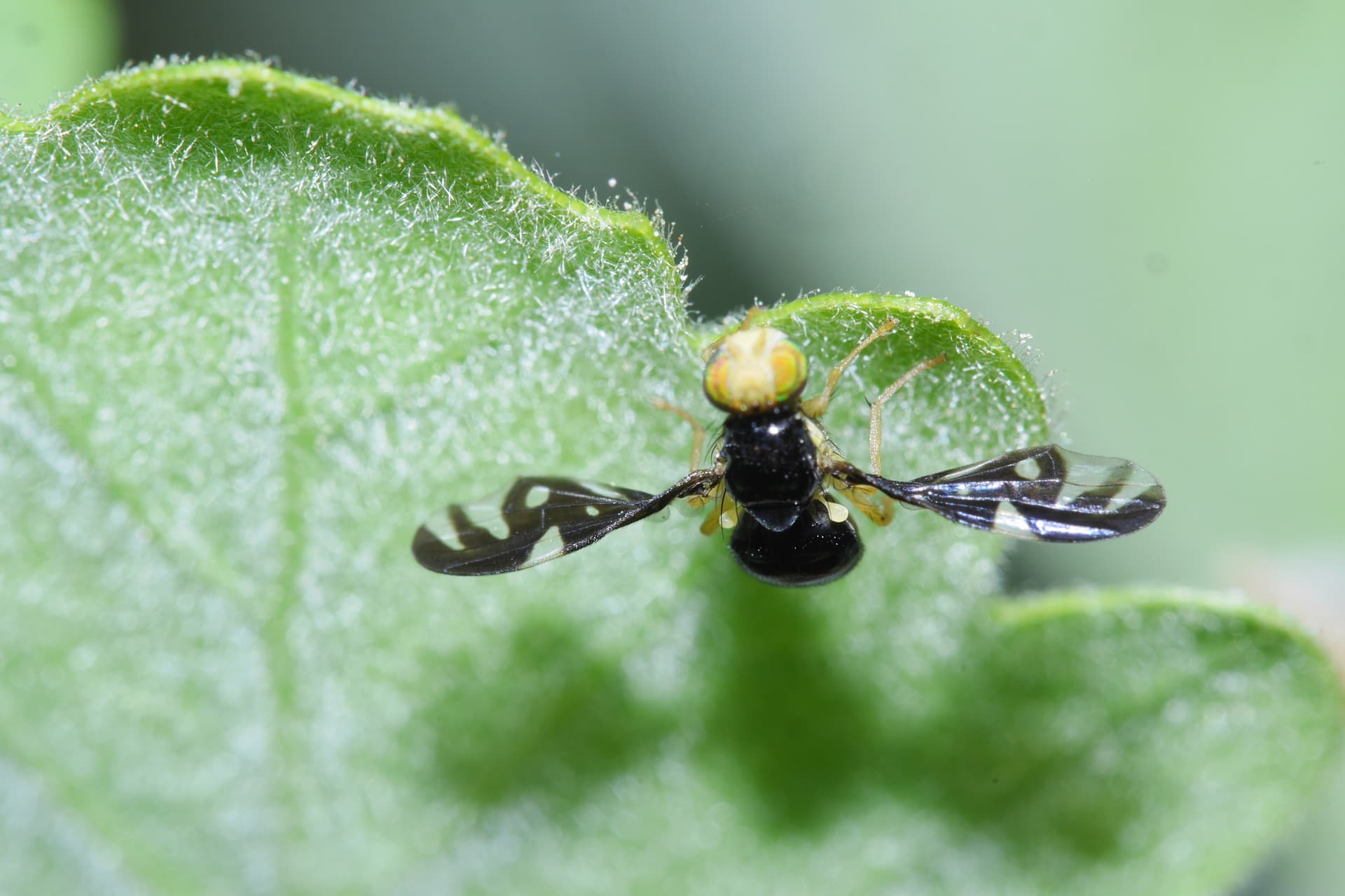 Plaga de MOSCA DEL APIO, EULEIA HERACLEI
