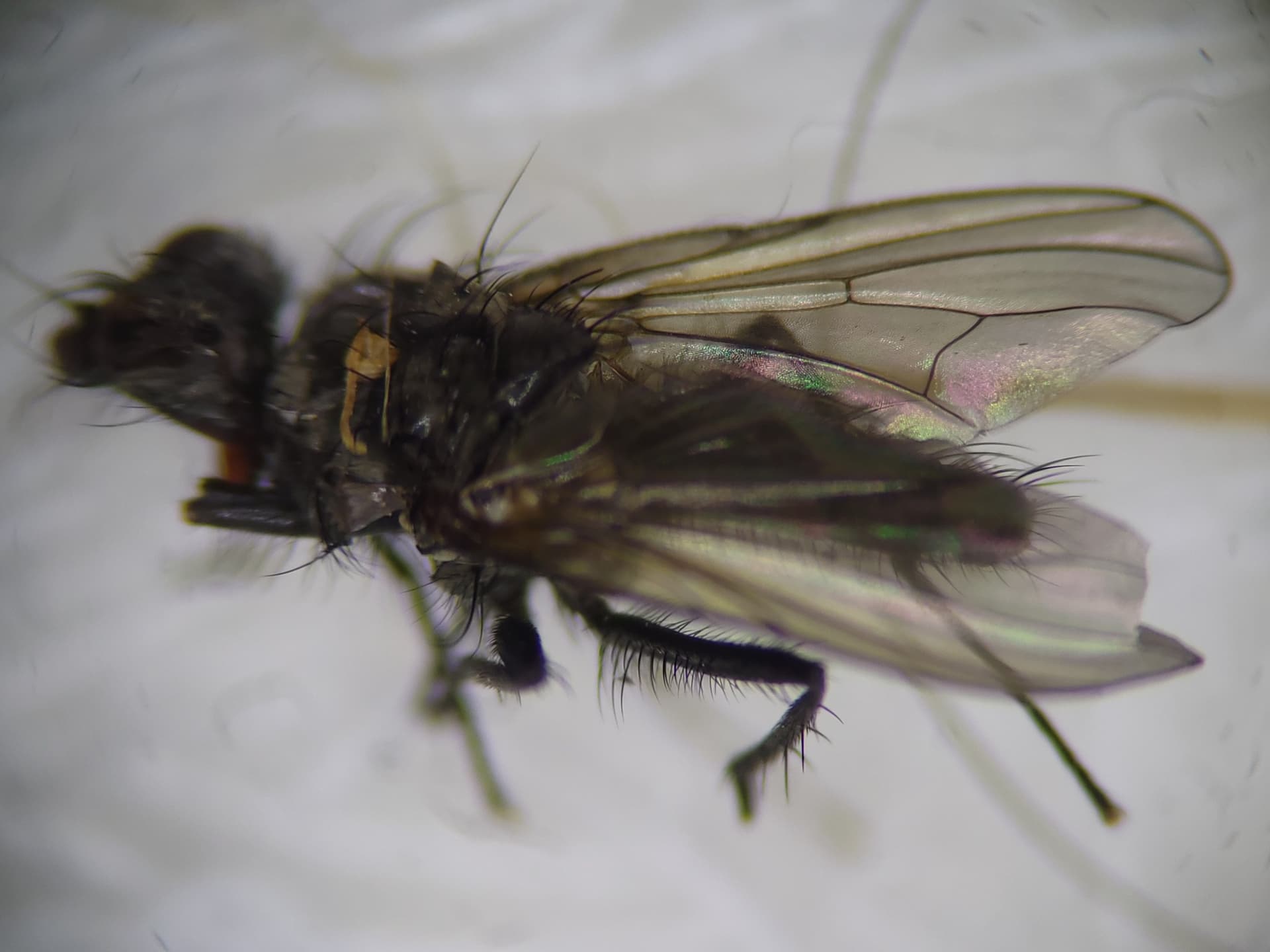 Plaga de MOSCA DE LA COL, DELIA RADICUM