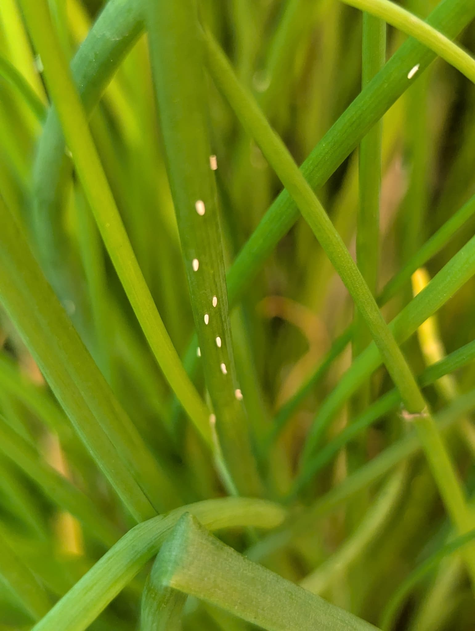 Plaga de MOSCA DE LA CEBOLLA, DELIA ANTIQUA
