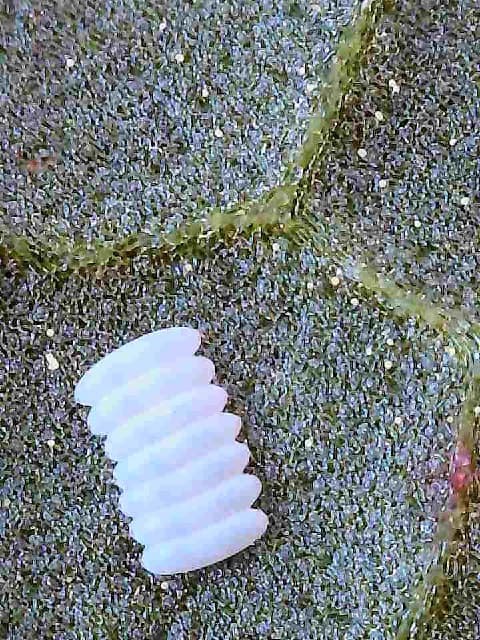 Plaga de MOSCA DE LA REMOLACHA, PEGOMYA BETAE