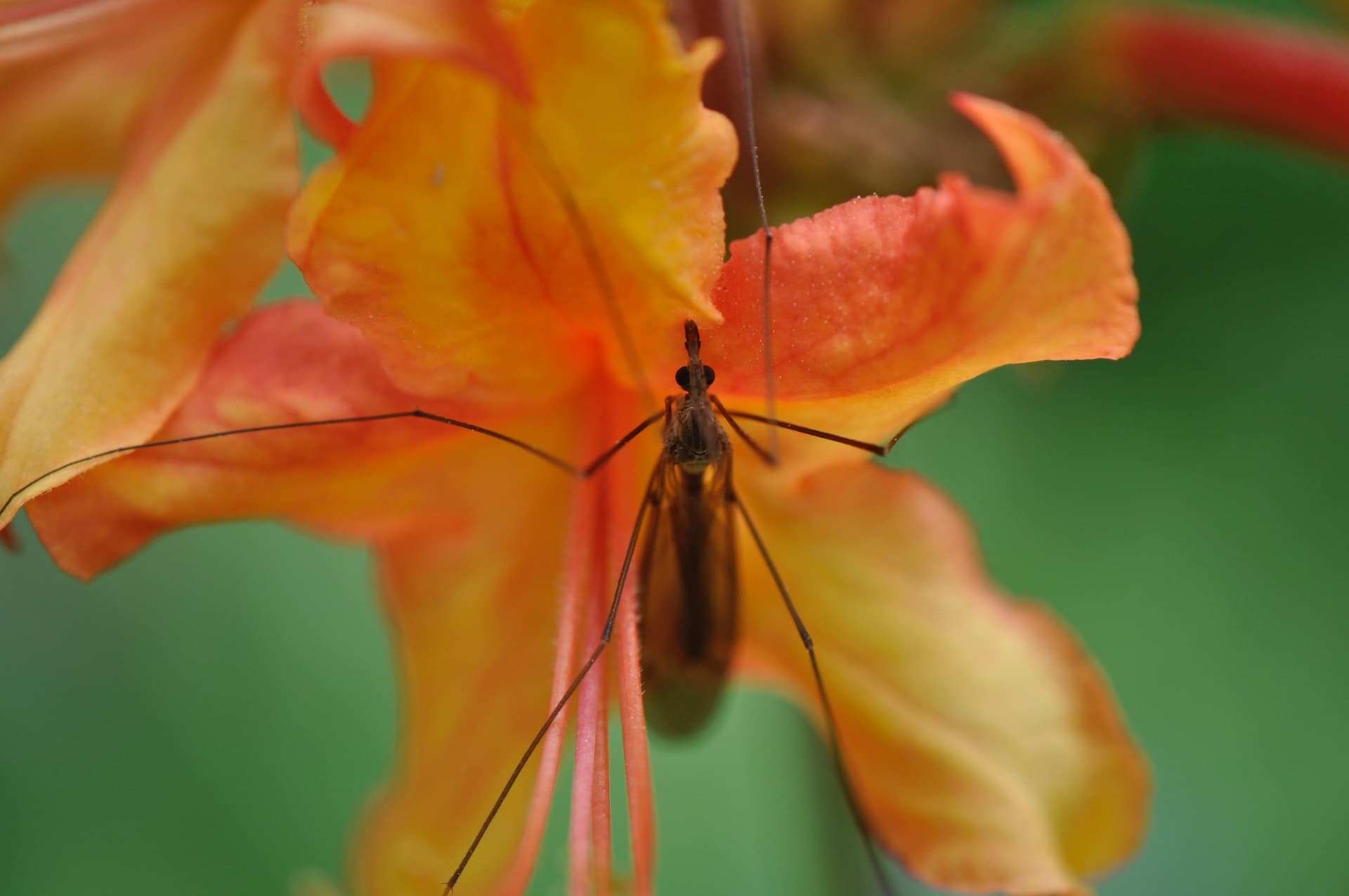 Plaga de TÍPULAS, TIPULIDAE