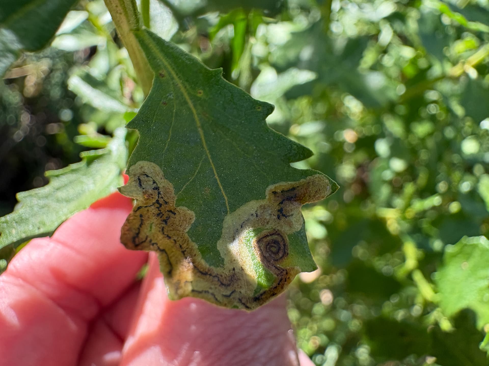 Plaga de LIRIOMIZA, LIRIOMYZA SPP.