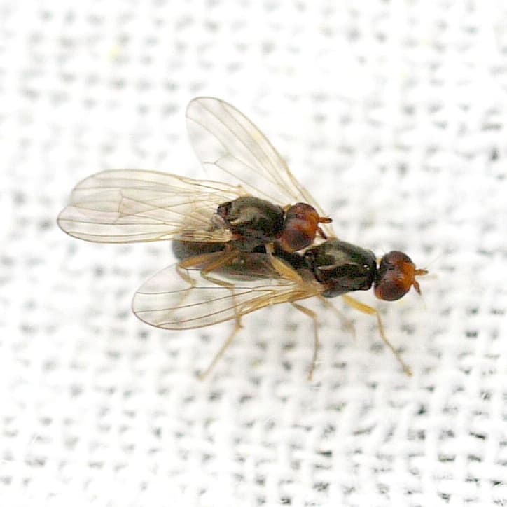 Plaga de MOSCA DE LA ZANAHORIA, CHAMAEPSILA ROSAE