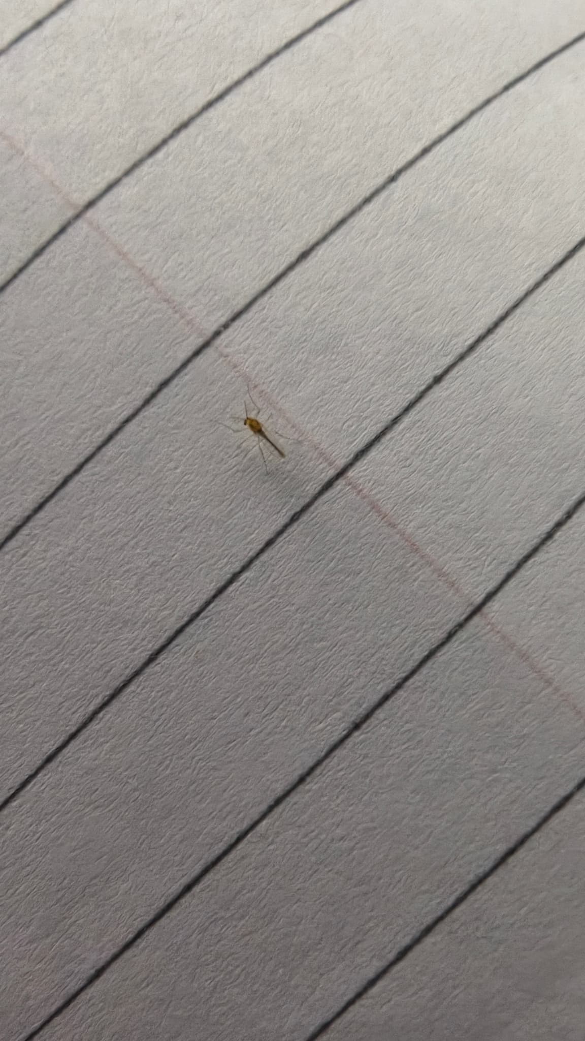 Plaga de QUIRONÓMIDOS, CHIRONOMIDAE