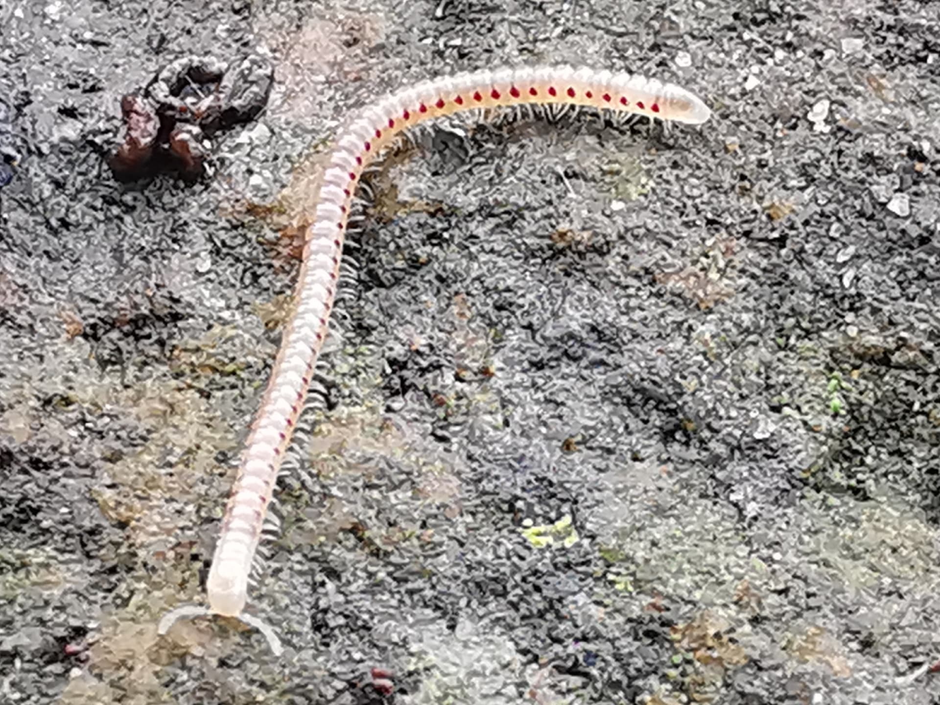 Plaga de MILPIÉS, BLANIULUS GUTTULATUS