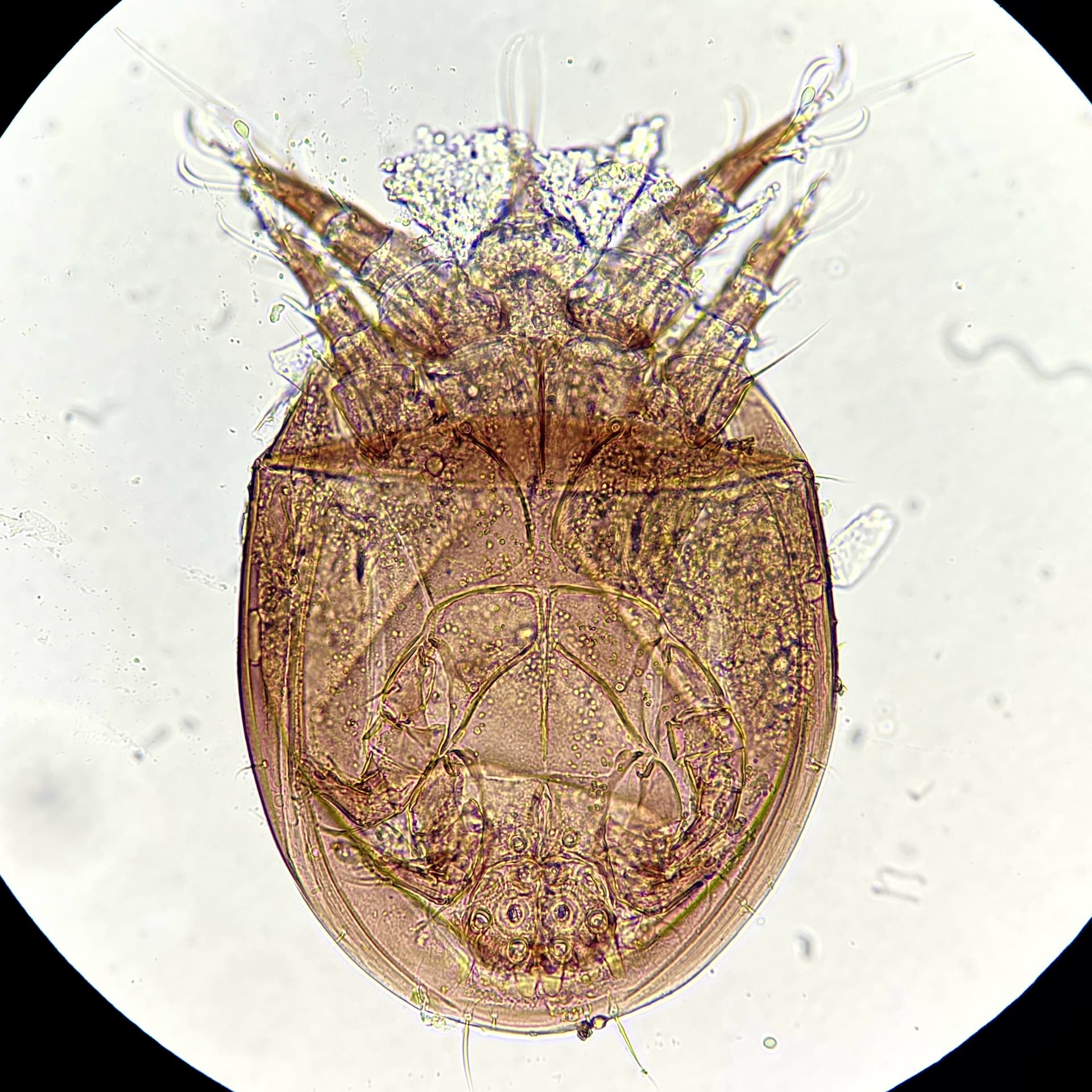 Plaga de ÁCAROS ACÁRIDOS, ACARIDAE