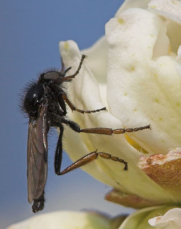 Plaga de BIBIÓN, BIBIO SPP.