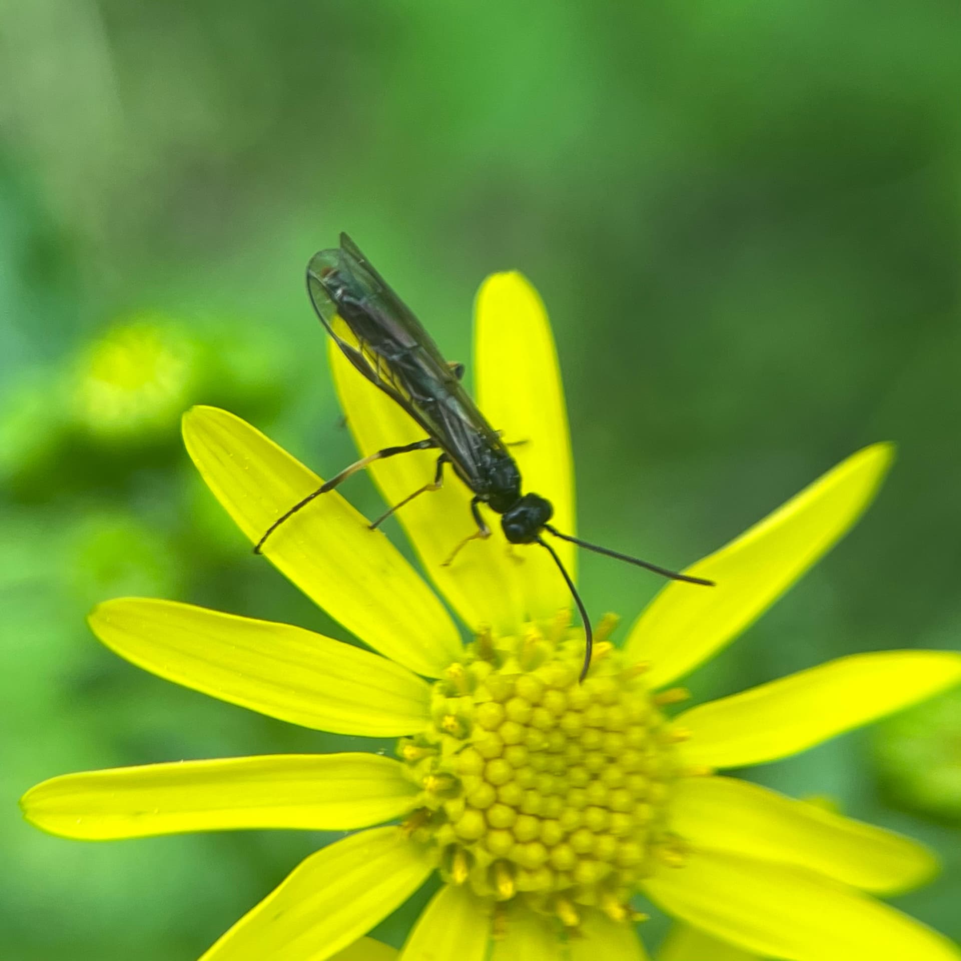 Plaga de CÉFIDOS, CEPHIDAE