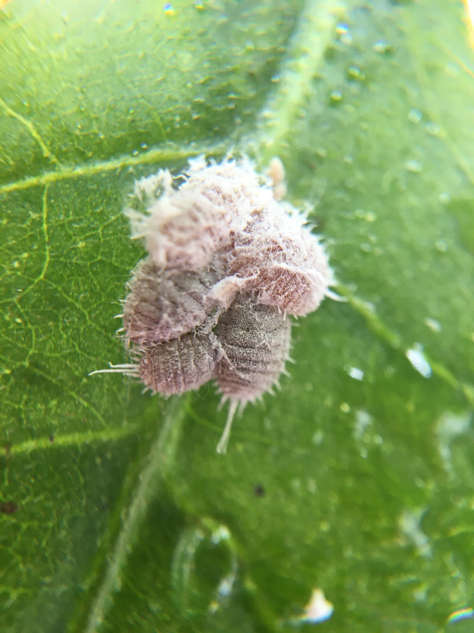Plaga de COCHINILLAS HARINOSAS, PSEUDOCOCCUS SPP.