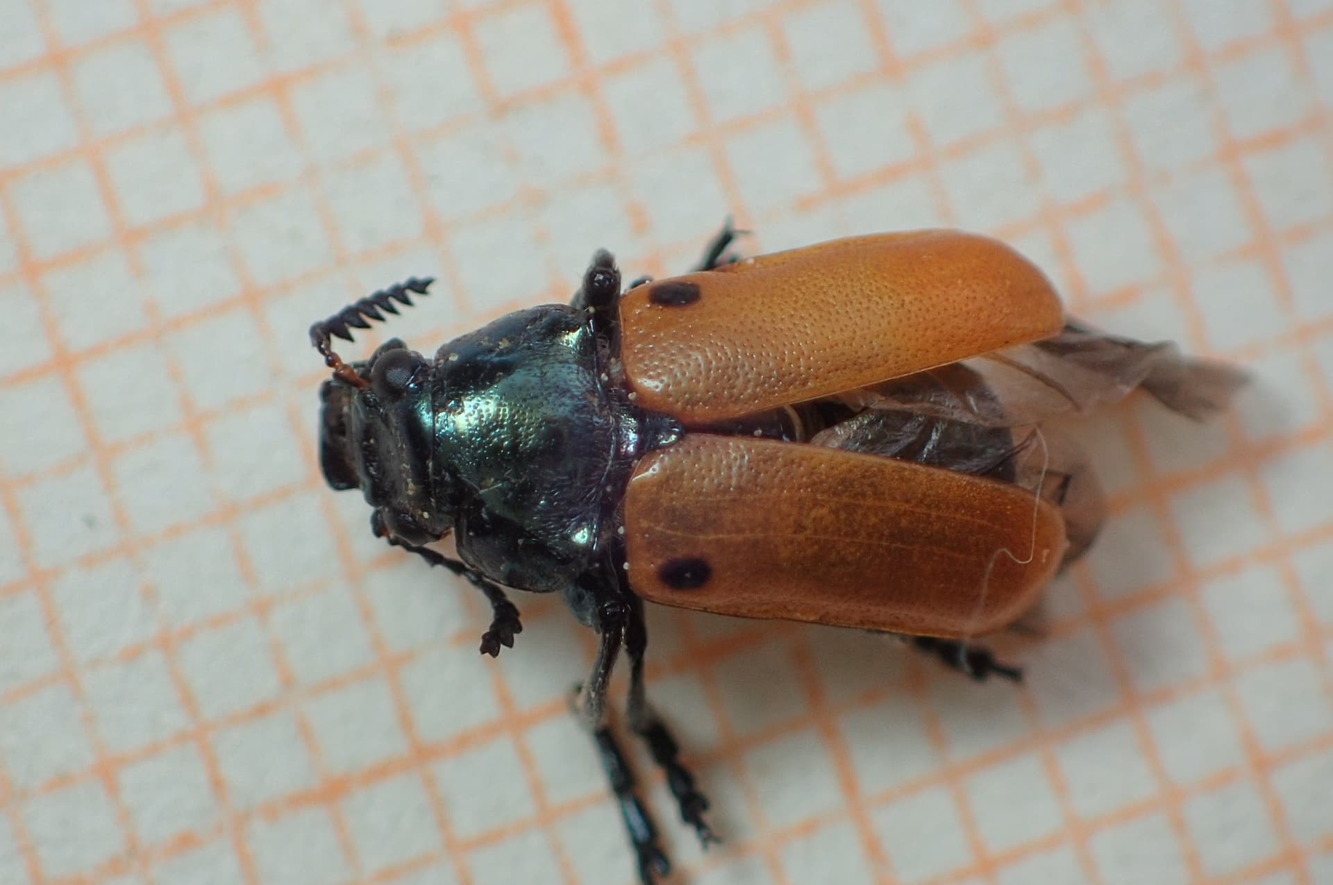 Plaga de ESCARABAJILLO DEL PISTACHERO, LABIDOSTOMIS LUSITANICA