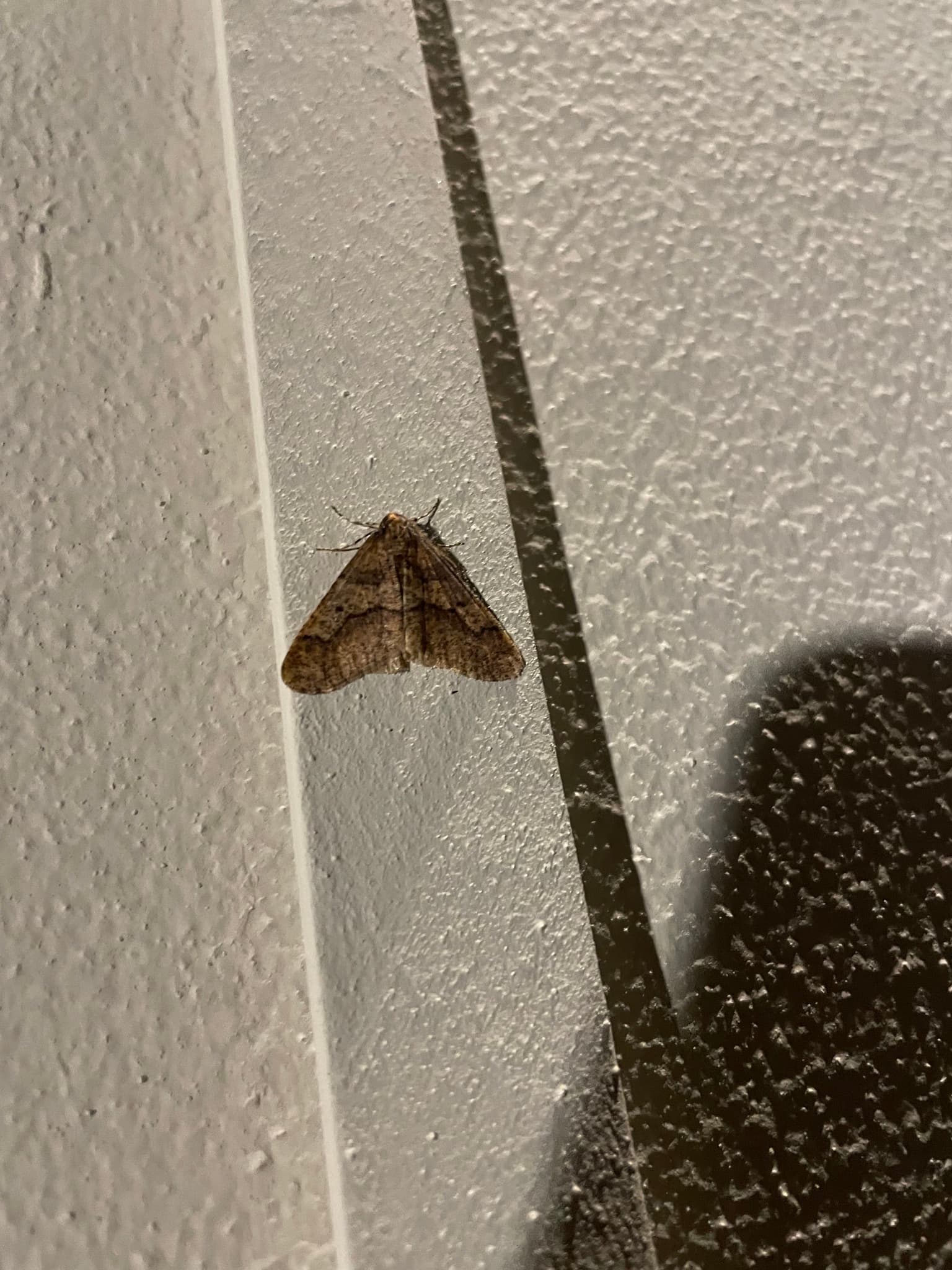 Plaga de FALENA, ERANNIS DEFOLIARIA