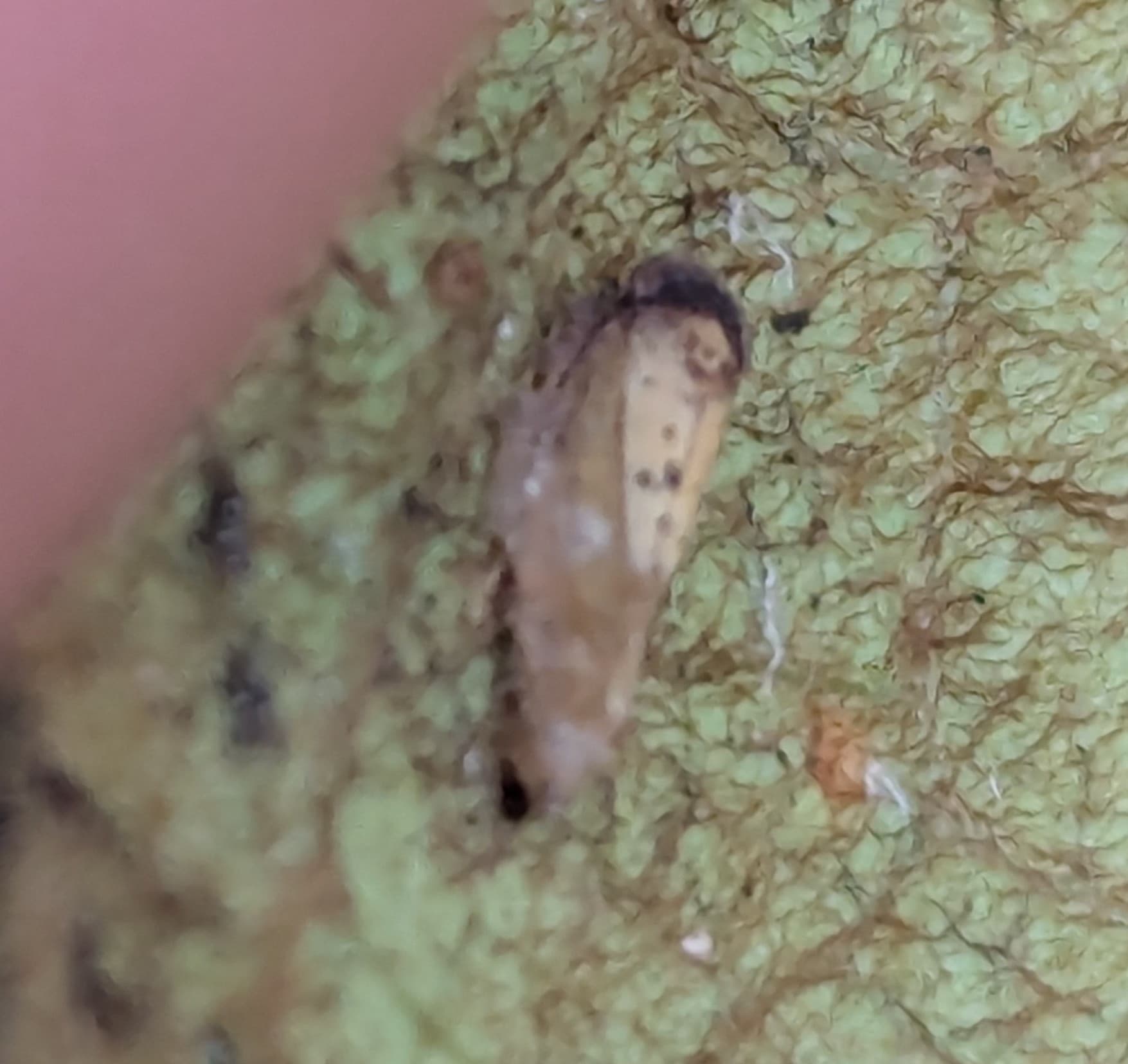 Plaga de FLÁTIDOS, FLATIDAE