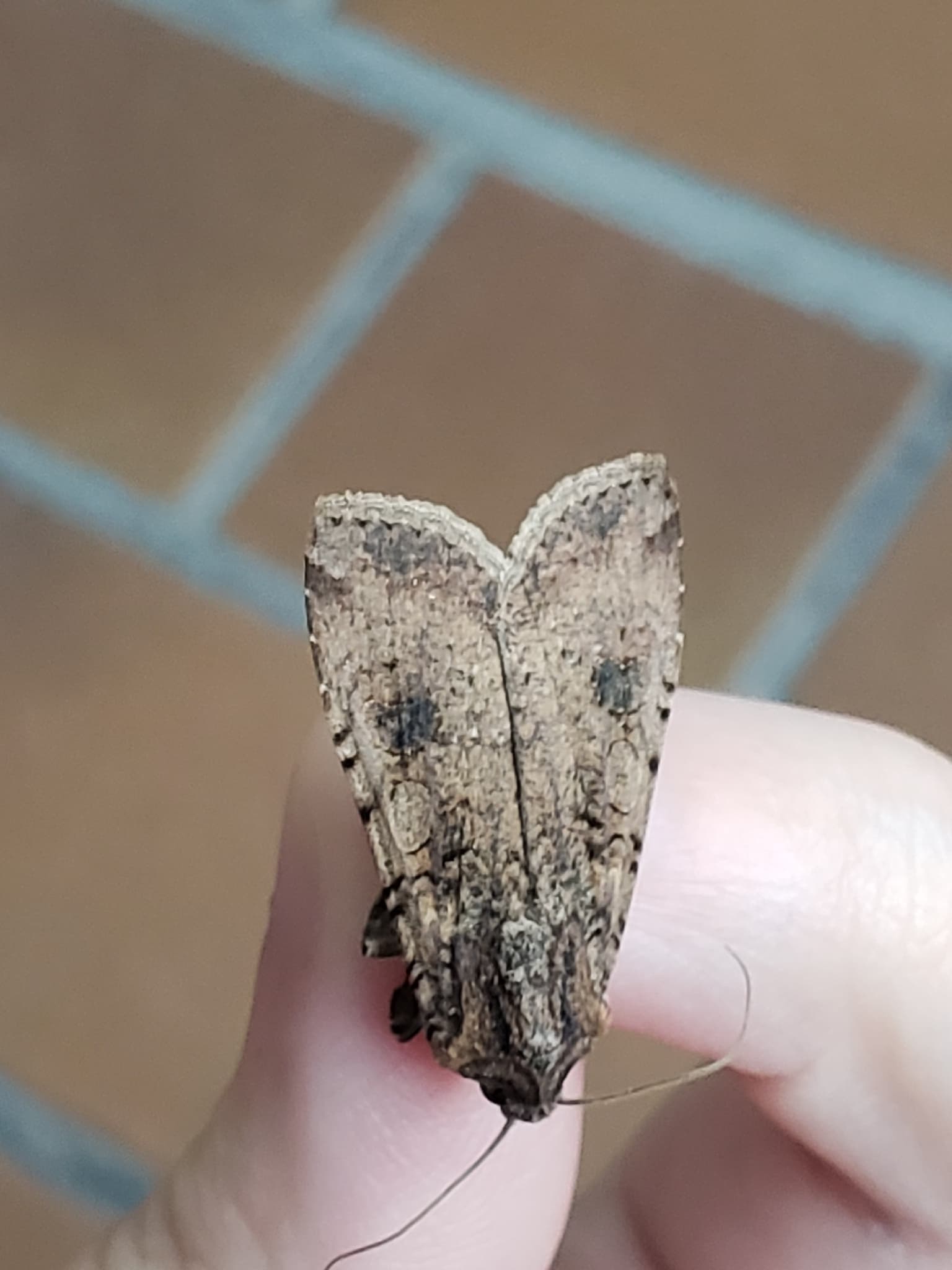 Plaga de GUSANO GRIS, PERIDROMA SAUCIA
