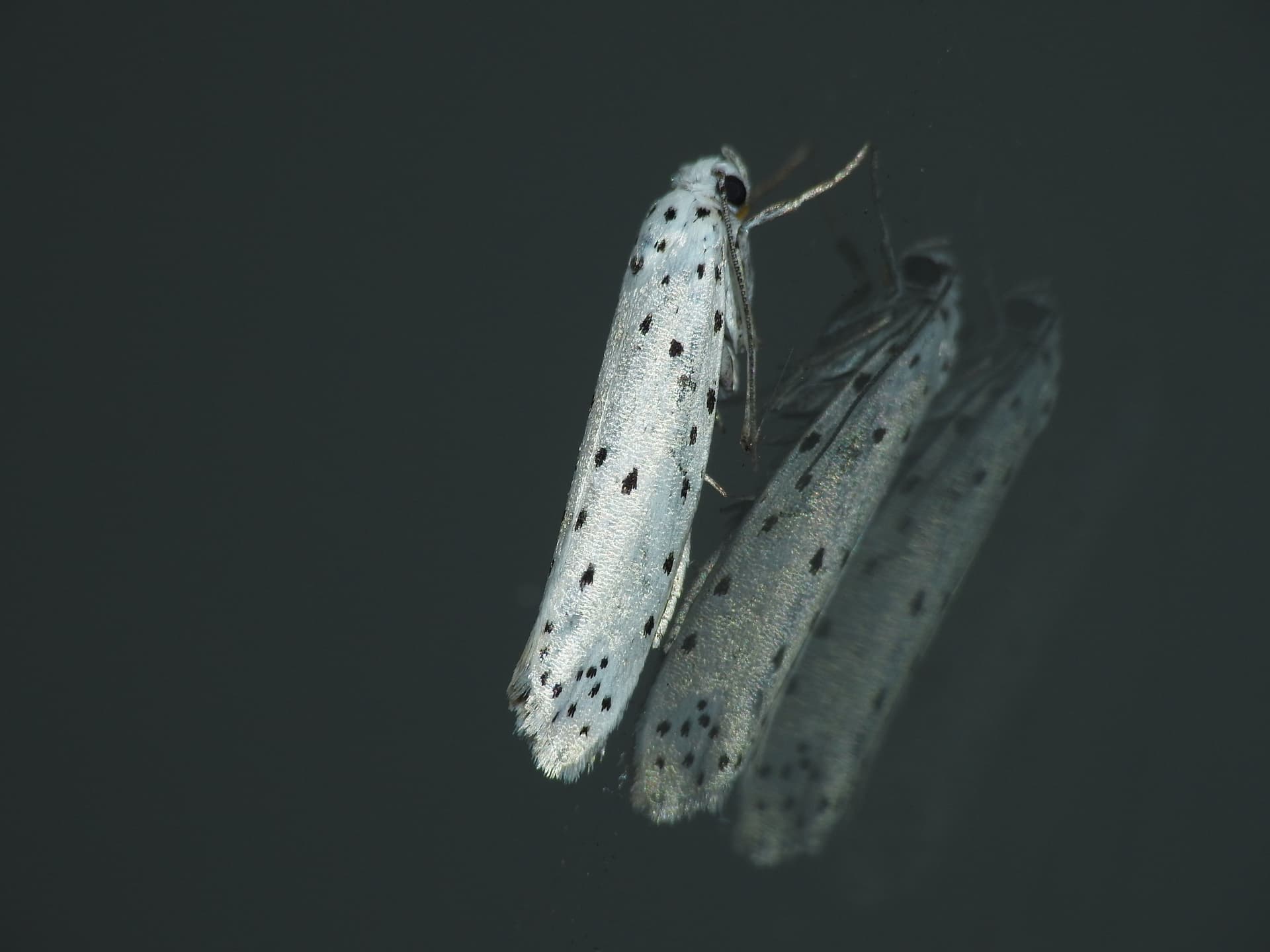Plaga de IPONOMÉUTIDOS, YPONOMEUTIDAE