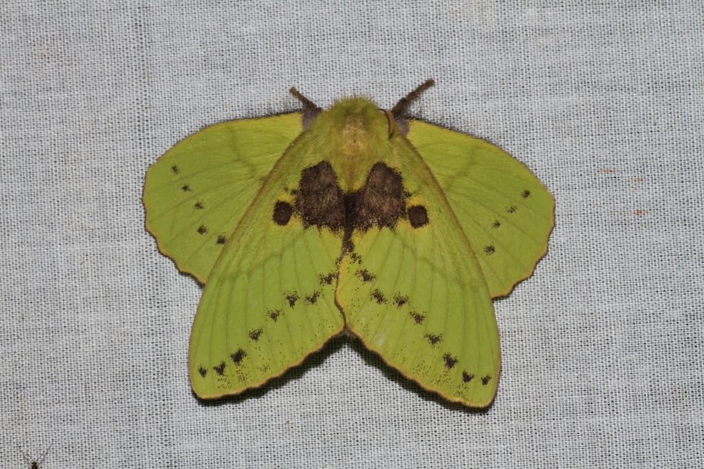 Plaga de LASIOCÁMPIDOS,  LASIOCAMPIDAE