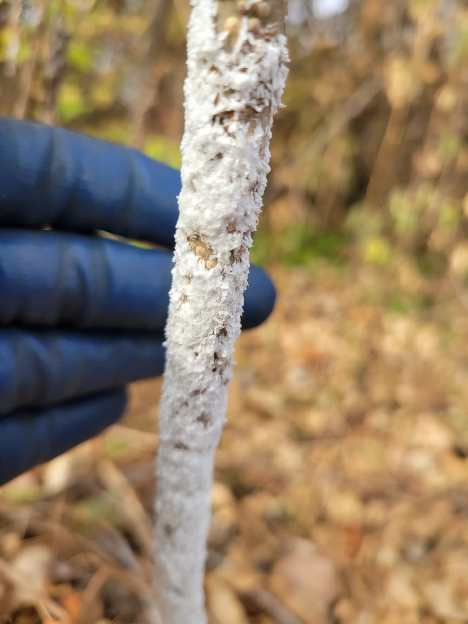 Plaga de PIOJO DE LA MORERA, PSEUDAULACASPIS PENTAGONA
