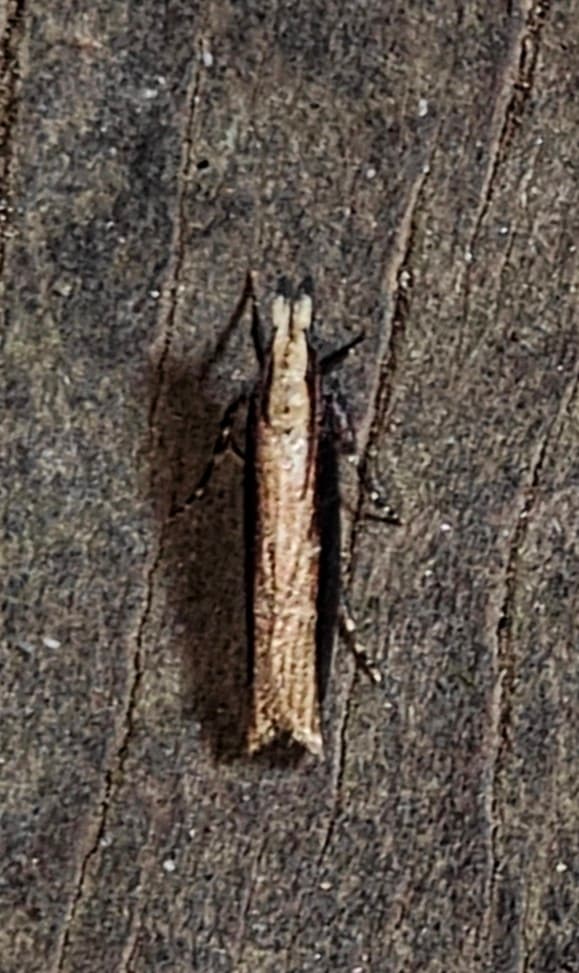 Plaga de PLUTÉLIDOS, PLUTELLIDAE