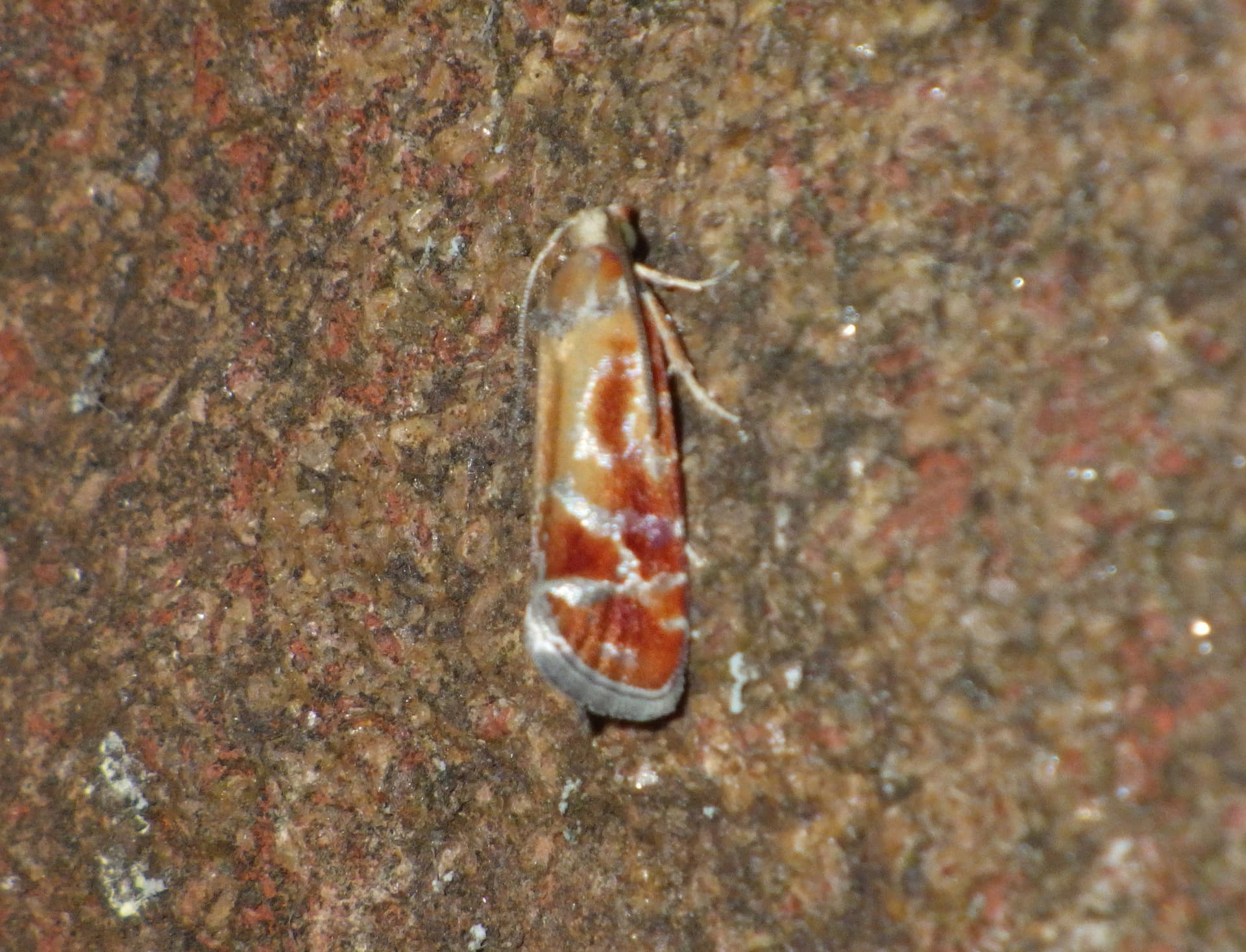 Plaga de POLILLA DE LOS BROTES DEL PINO, RHYACIONIA BUOLIANA