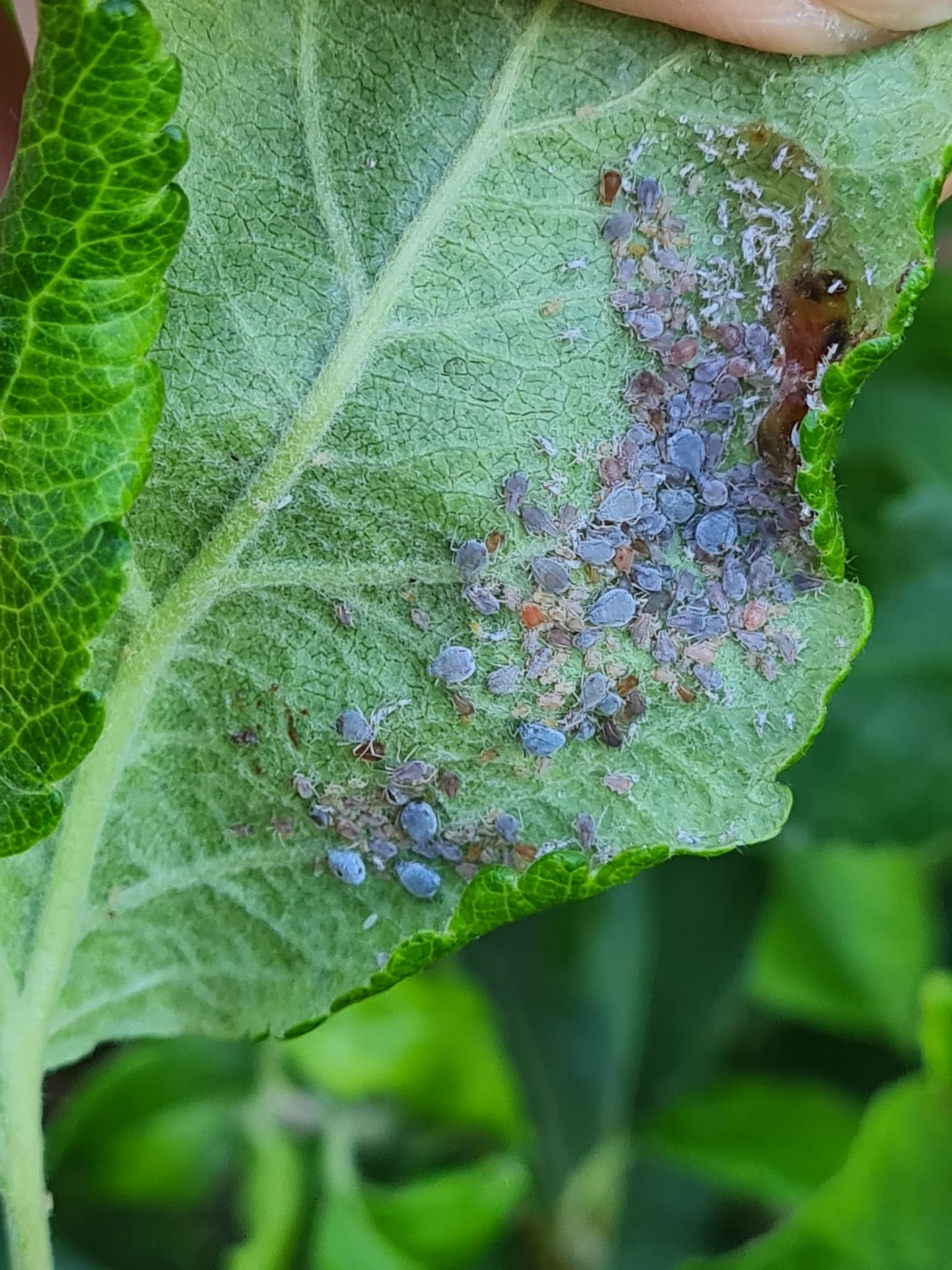 Plaga de PULGÓN CENICIENTO, DYSAPHIS PLANTAGINEA