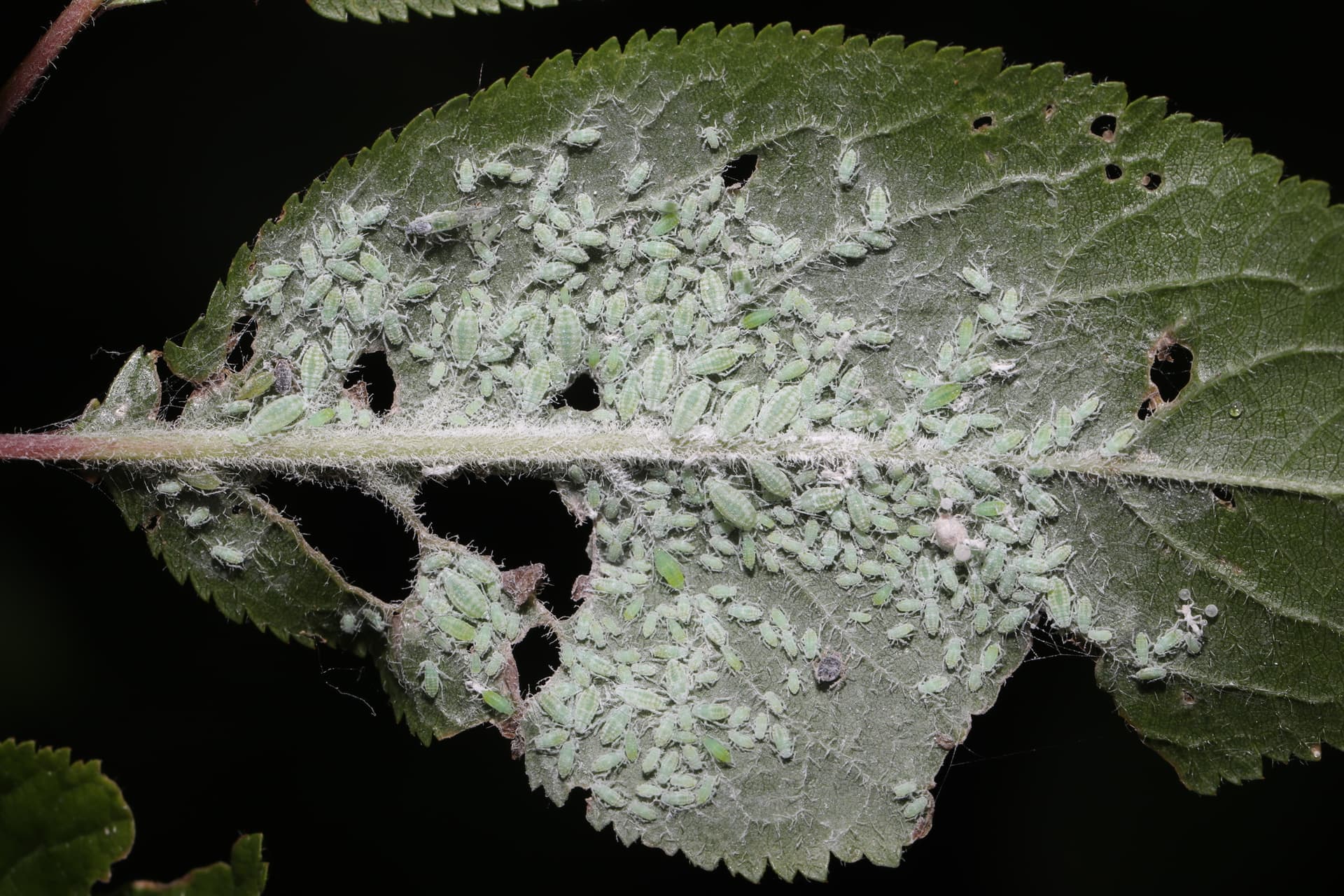 Plaga de PULGÓN HARINOSO, HYALOPTERUS PRUNI