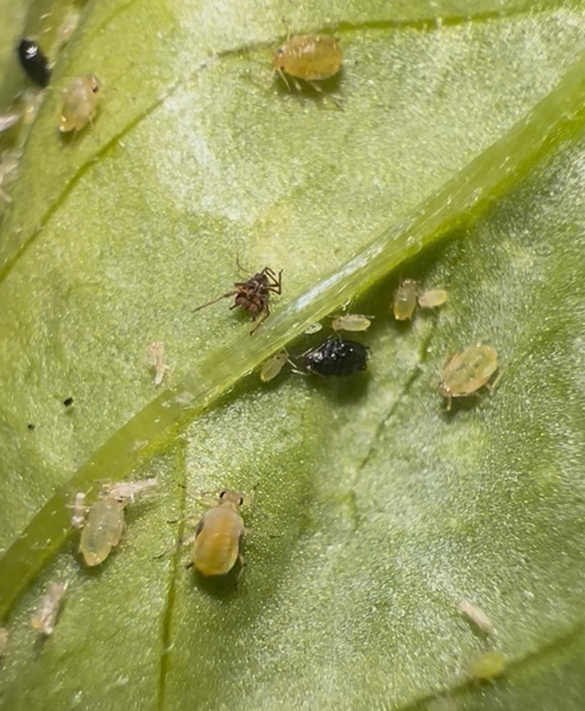 Plaga de PULGÓN VERDE DEL CIRUELO, BRACHYCAUDUS HELICHRYSI