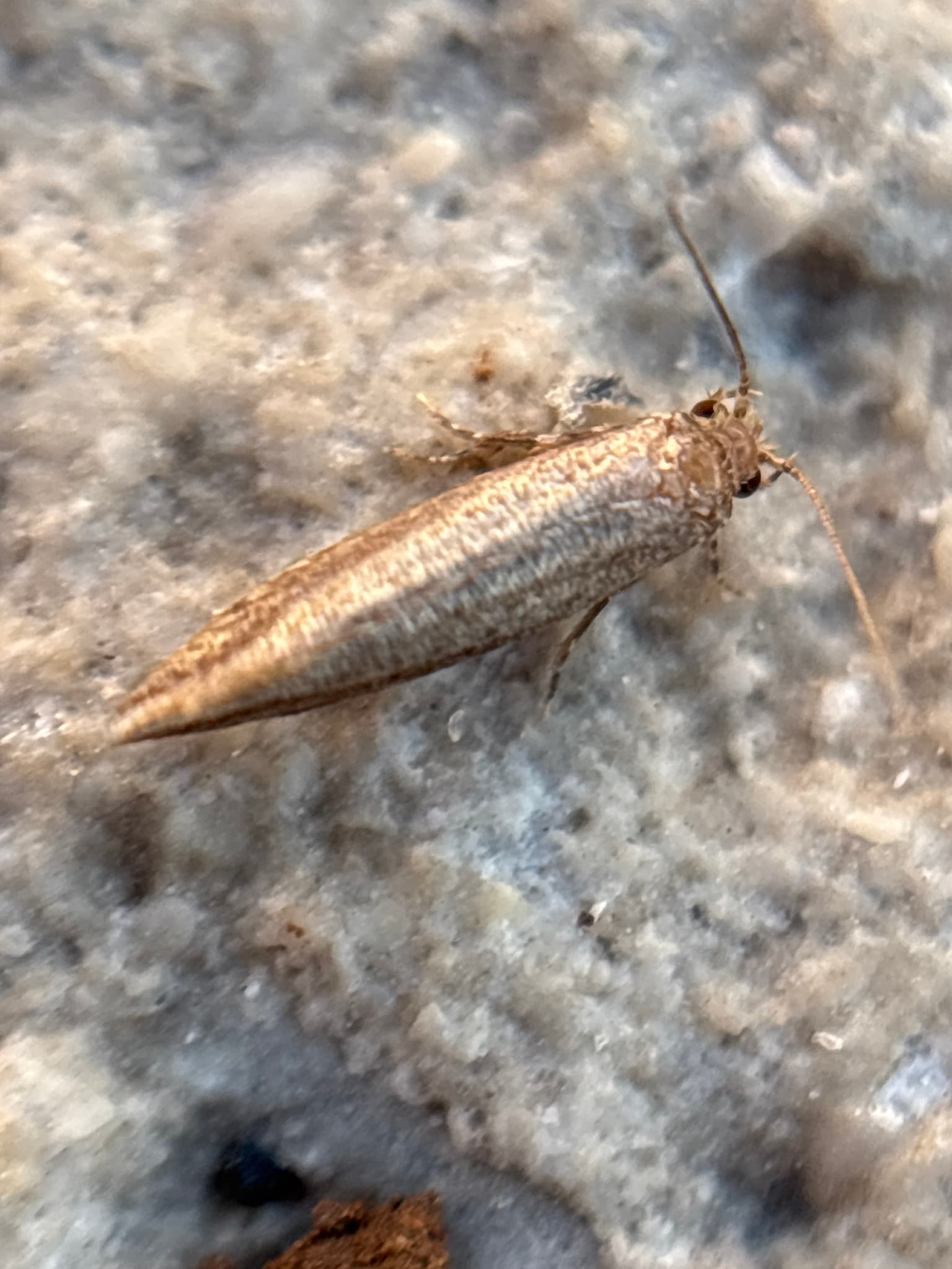 Plaga de TALADRO DE LA PLATANERA, OPOGONA SACCHARI